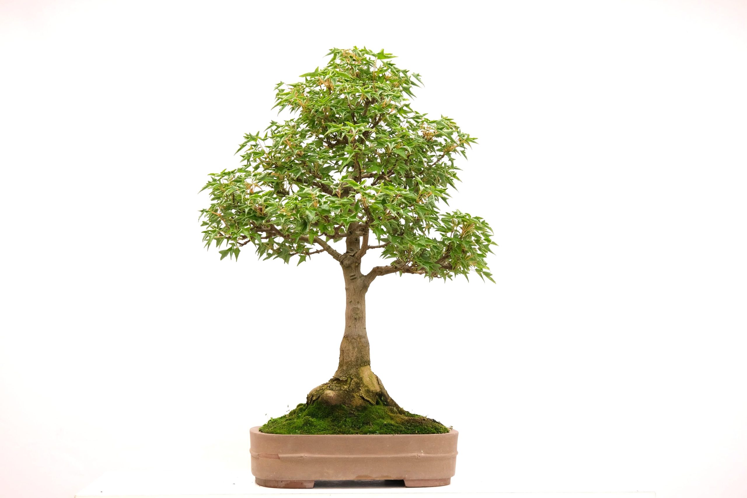 DSCF6676 Acer buergerianum Dreispitz-Ahorn naruto Kaede Brose Bonsai