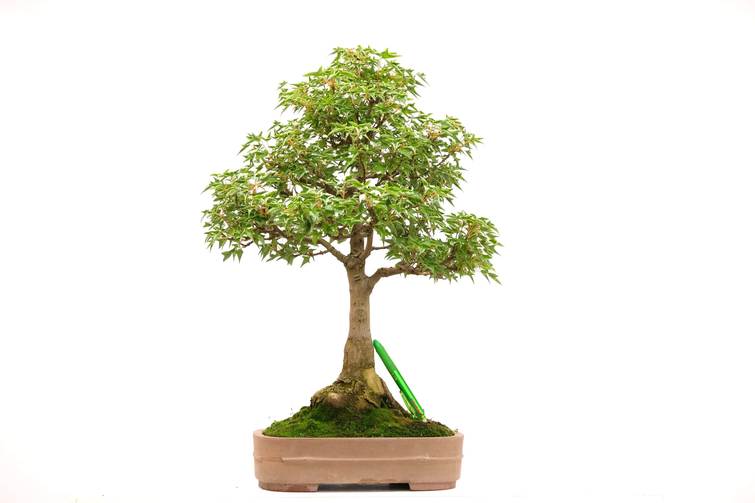 DSCF6677 Acer buergerianum Dreispitz-Ahorn naruto Kaede Brose Bonsai