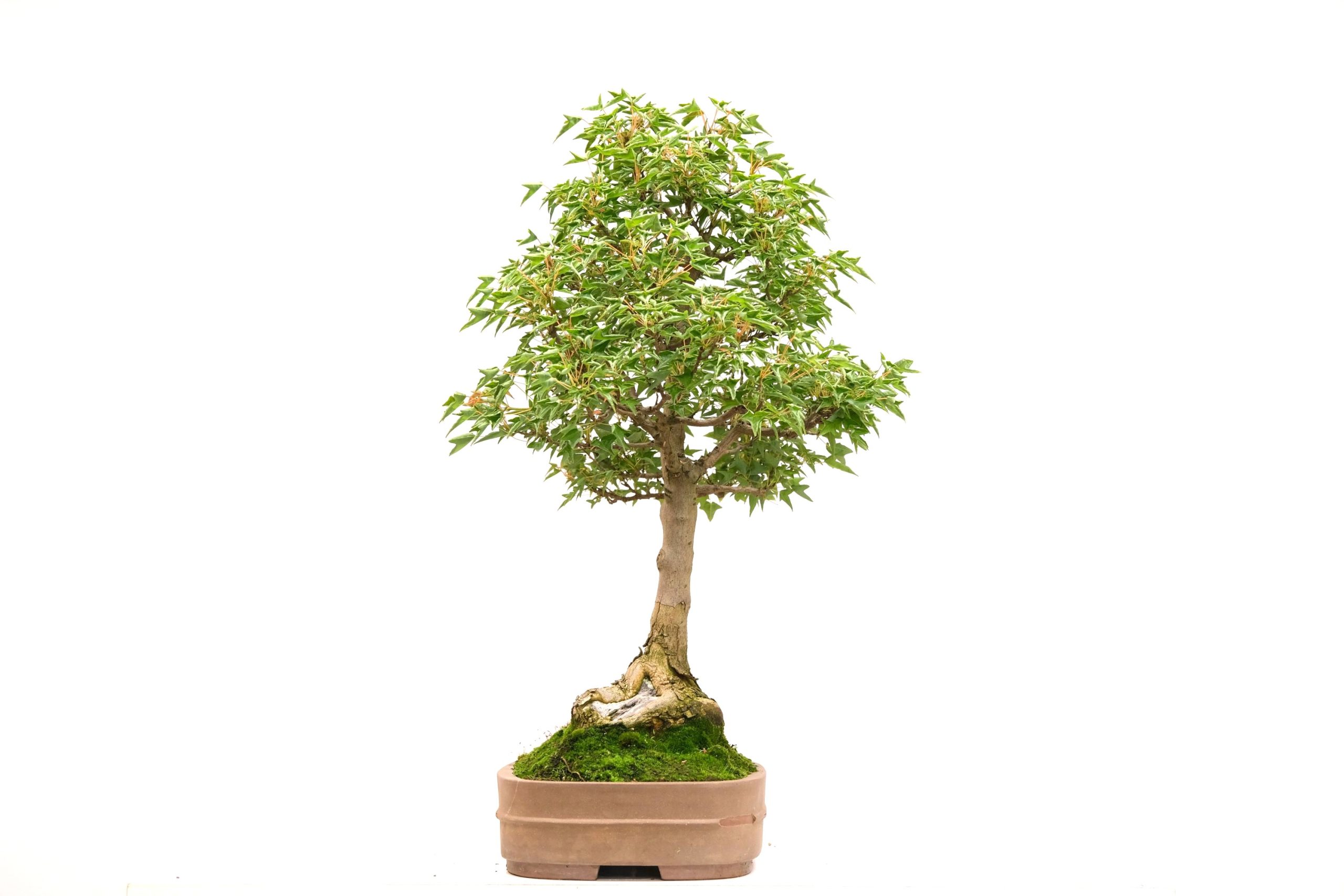 DSCF6678 Acer buergerianum Dreispitz-Ahorn naruto Kaede Brose Bonsai