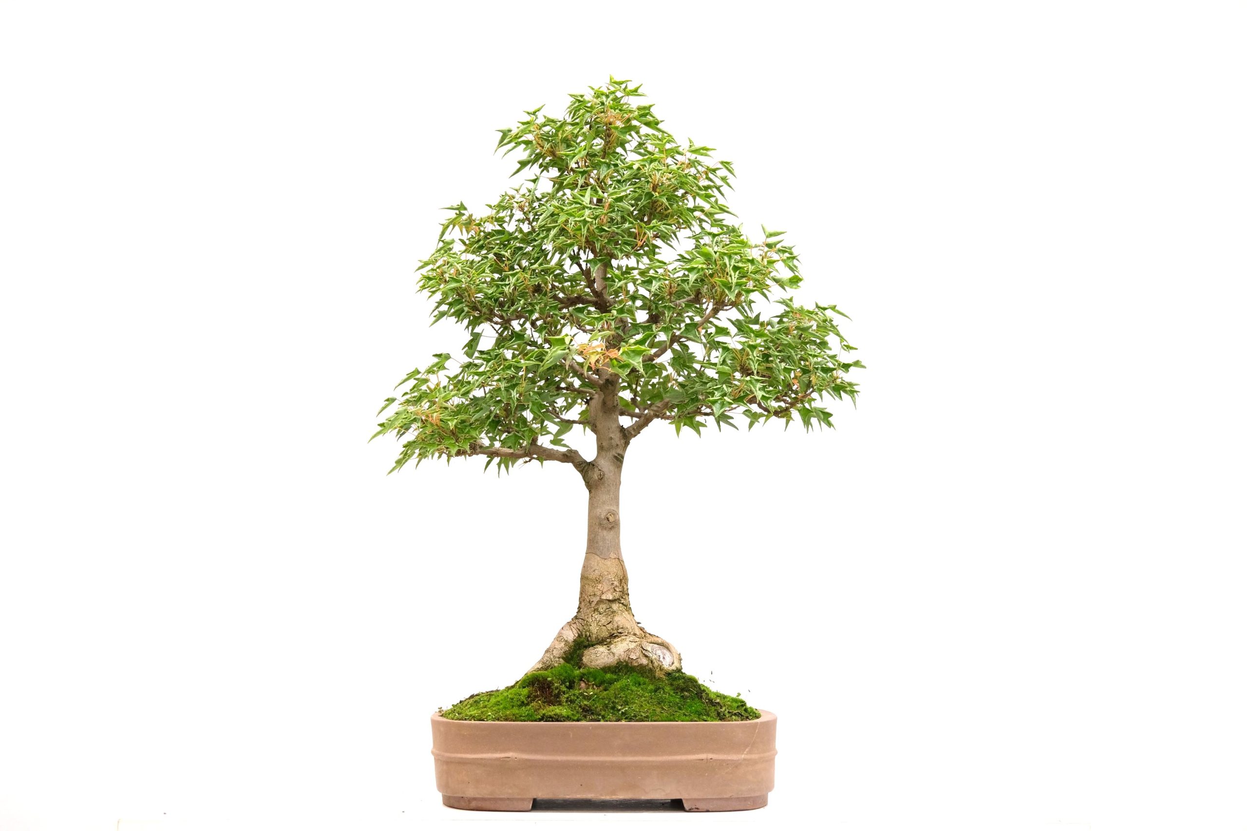 DSCF6679 Acer buergerianum Dreispitz-Ahorn naruto Kaede Brose Bonsai