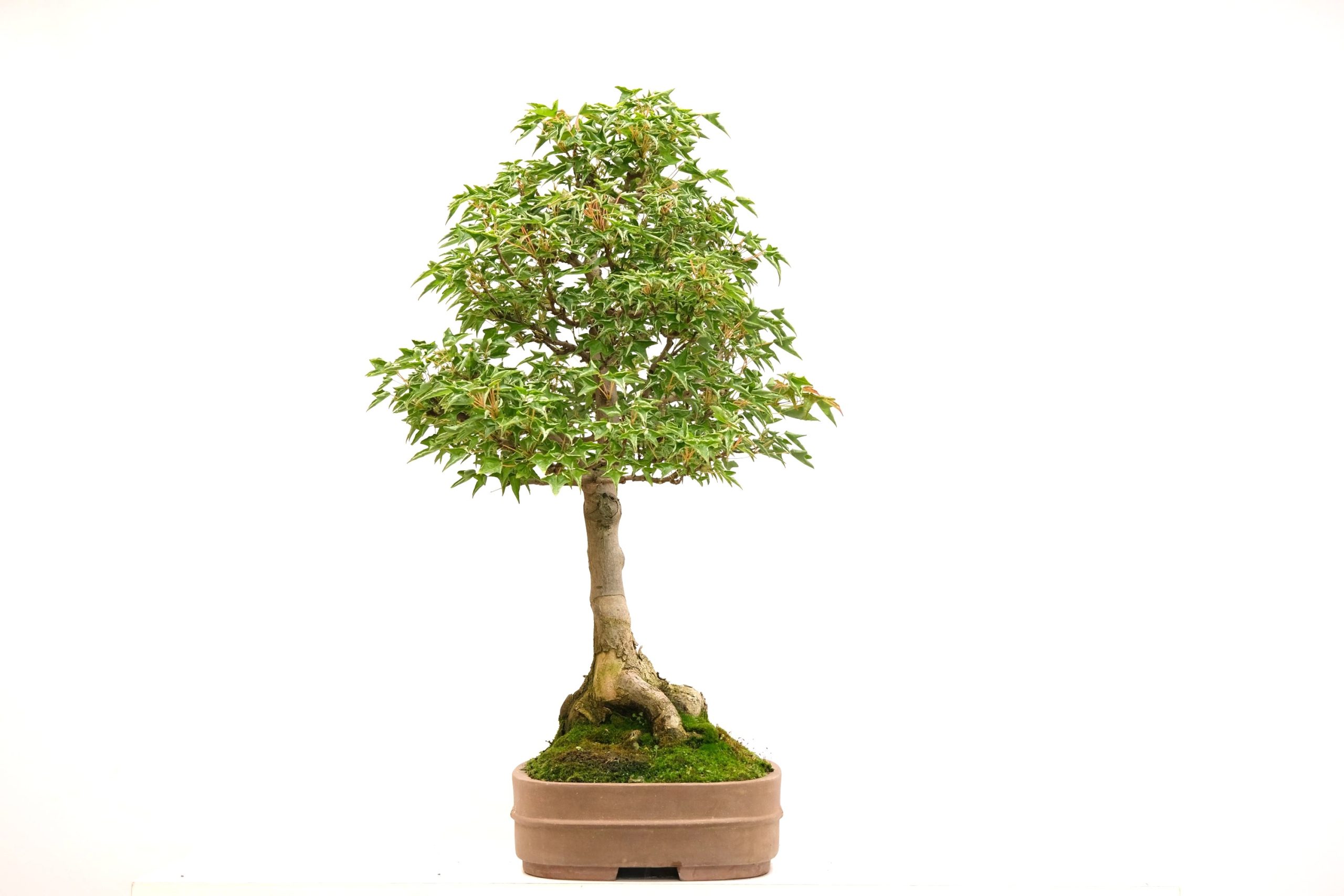 DSCF6680 Acer buergerianum Dreispitz-Ahorn naruto Kaede Brose Bonsai