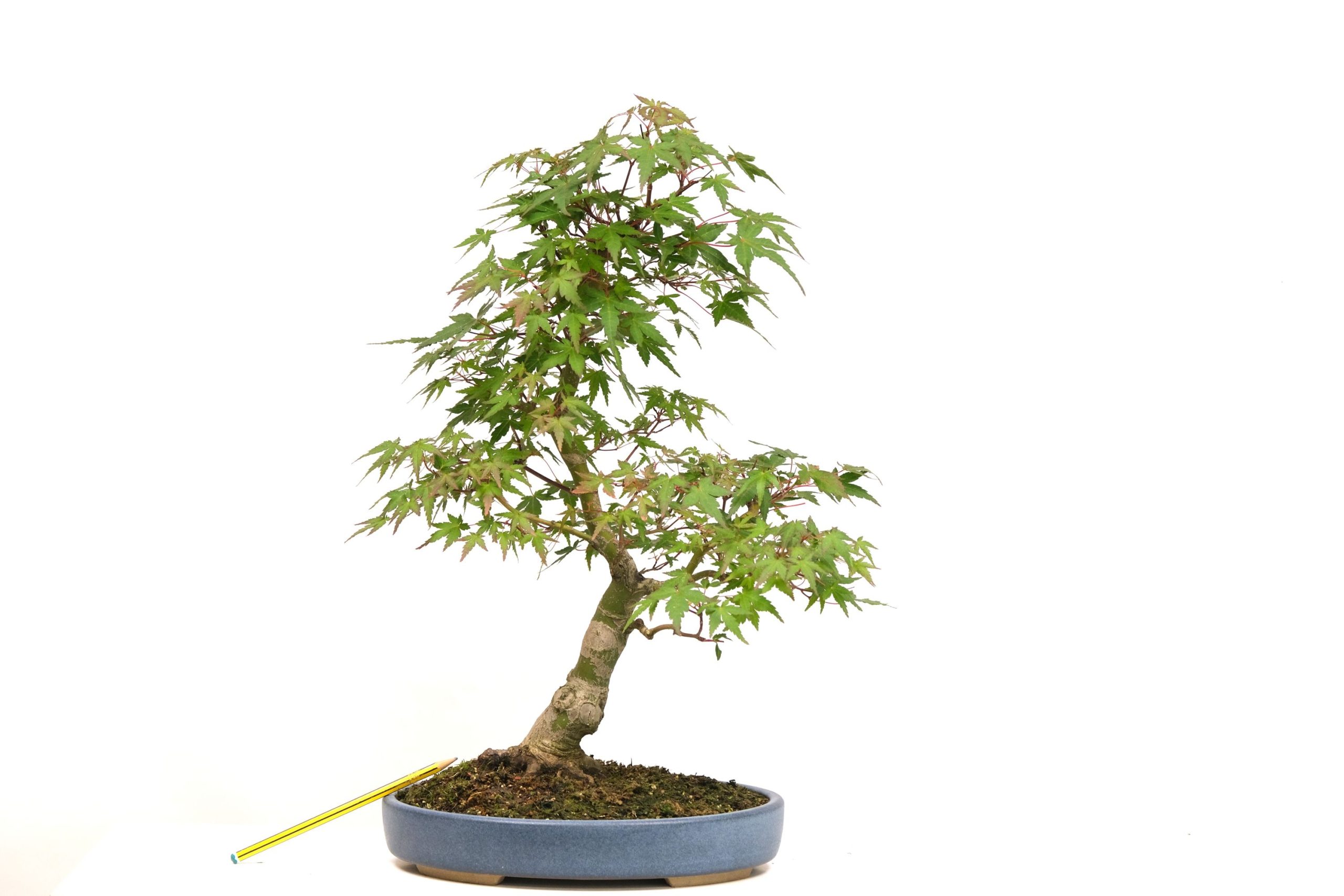 DSCF0734 japanischer Fächerahorn Acer palmatum brose bonsai