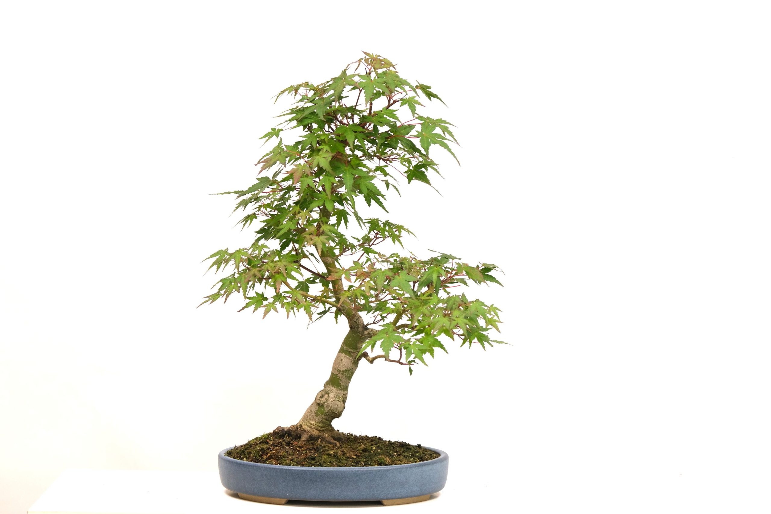 DSCF0735 japanischer Fächerahorn Acer palmatum brose bonsai