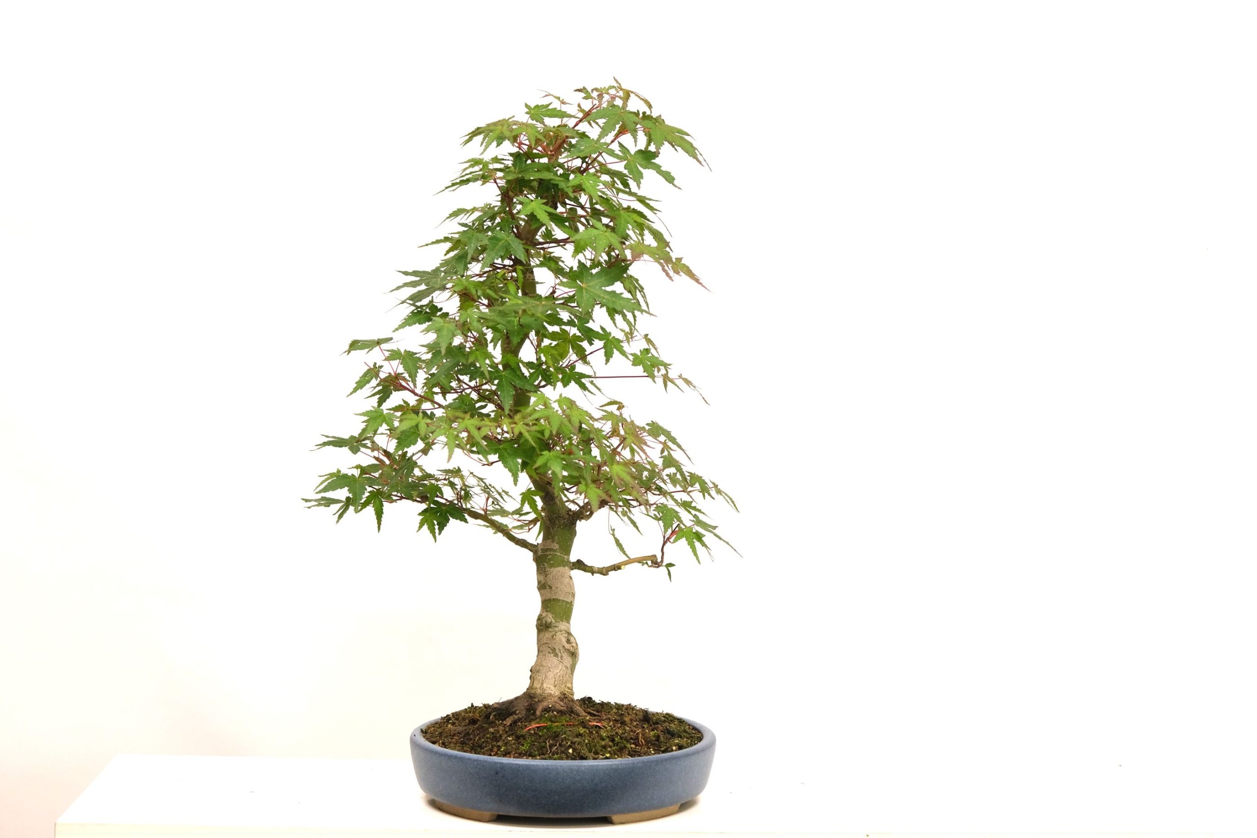 DSCF0736 japanischer Fächerahorn Acer palmatum brose bonsai