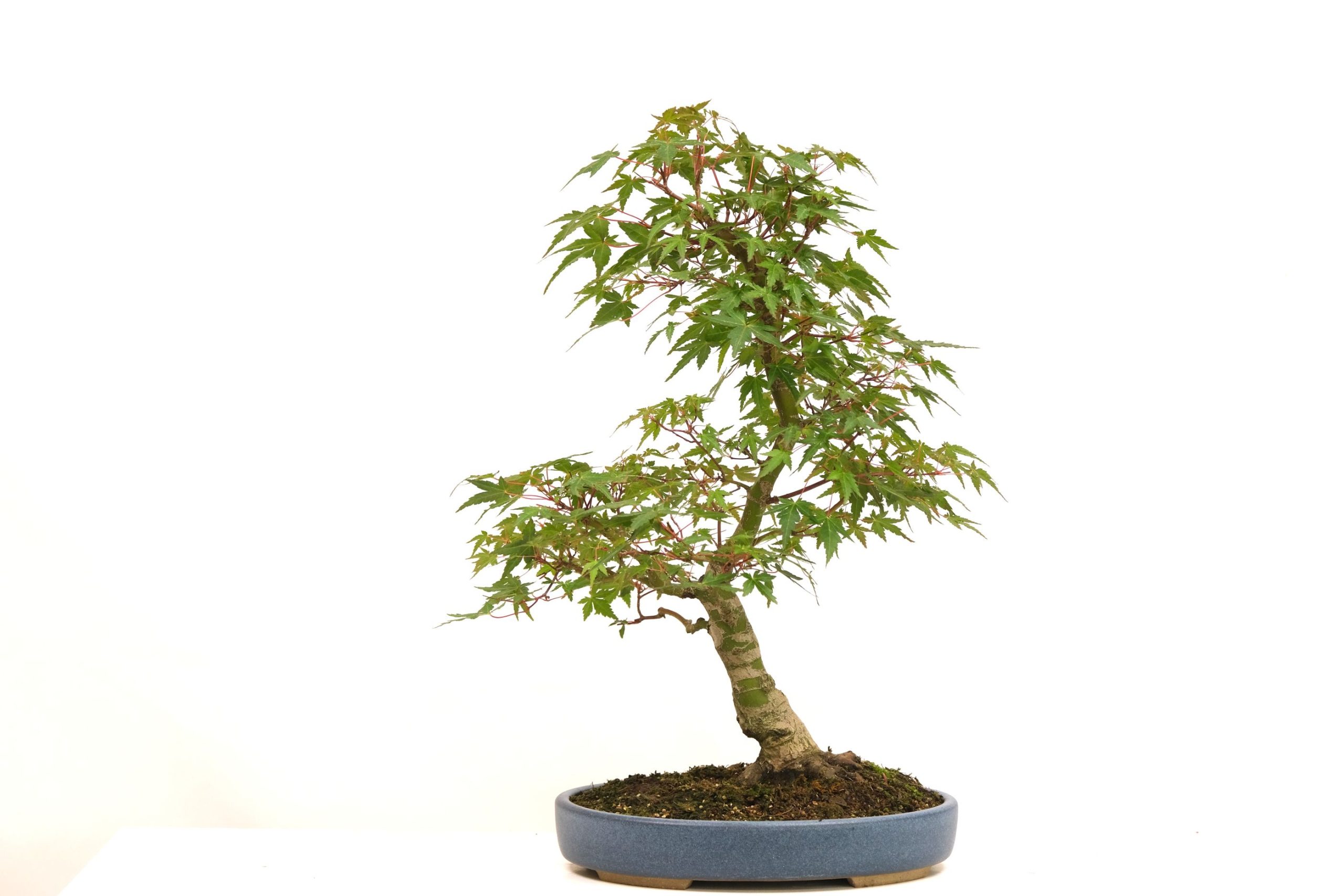 DSCF0737 japanischer Fächerahorn Acer palmatum brose bonsai