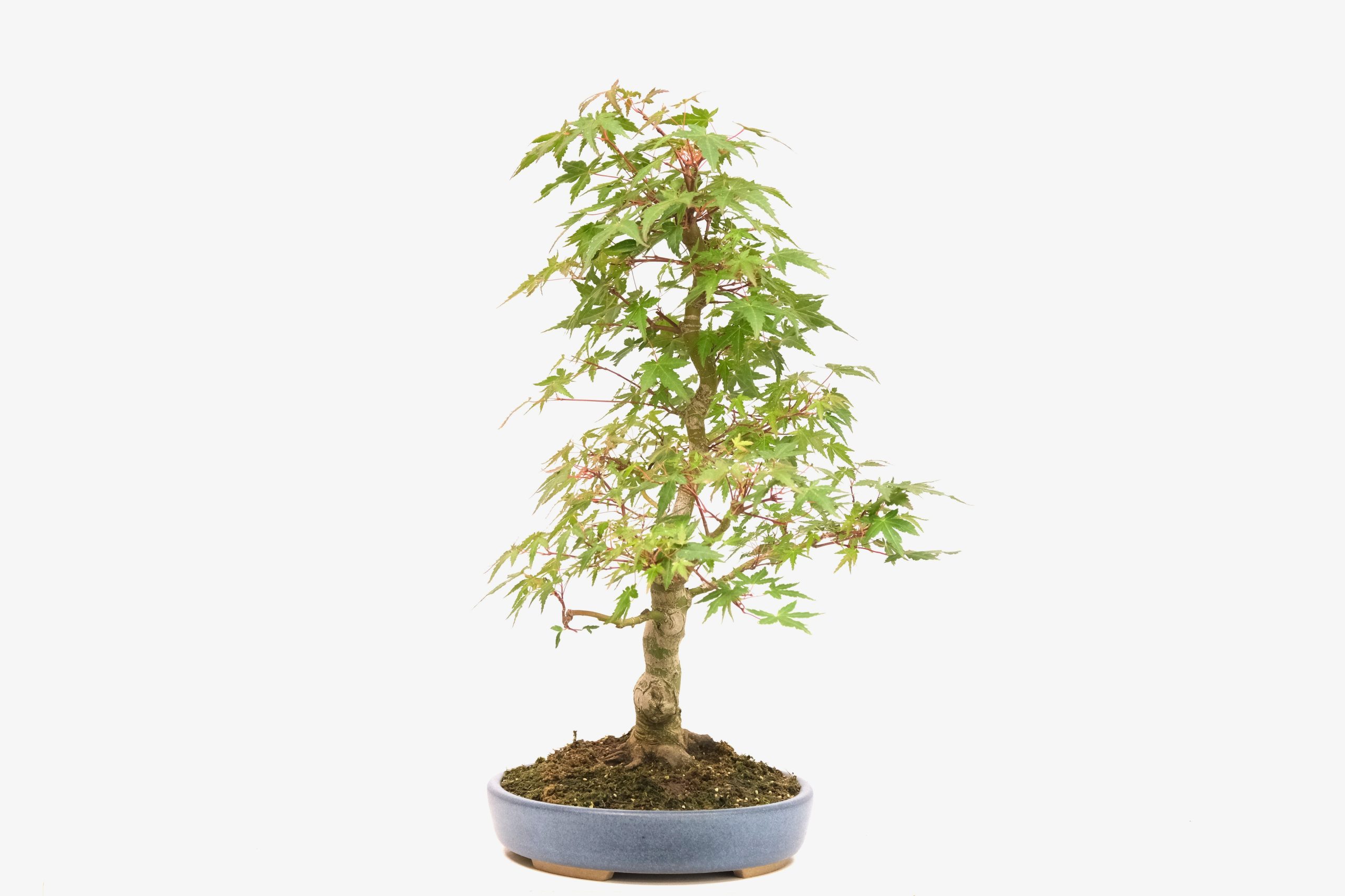 DSCF0738 japanischer Fächerahorn Acer palmatum brose bonsai