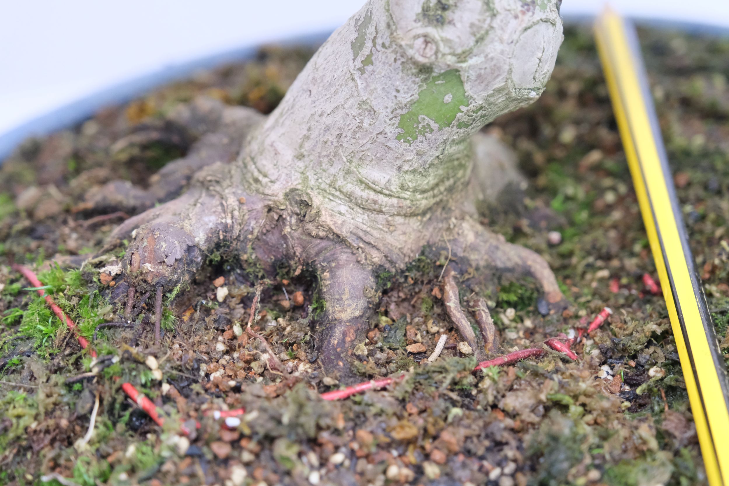 DSCF0739 japanischer Fächerahorn Acer palmatum brose bonsai