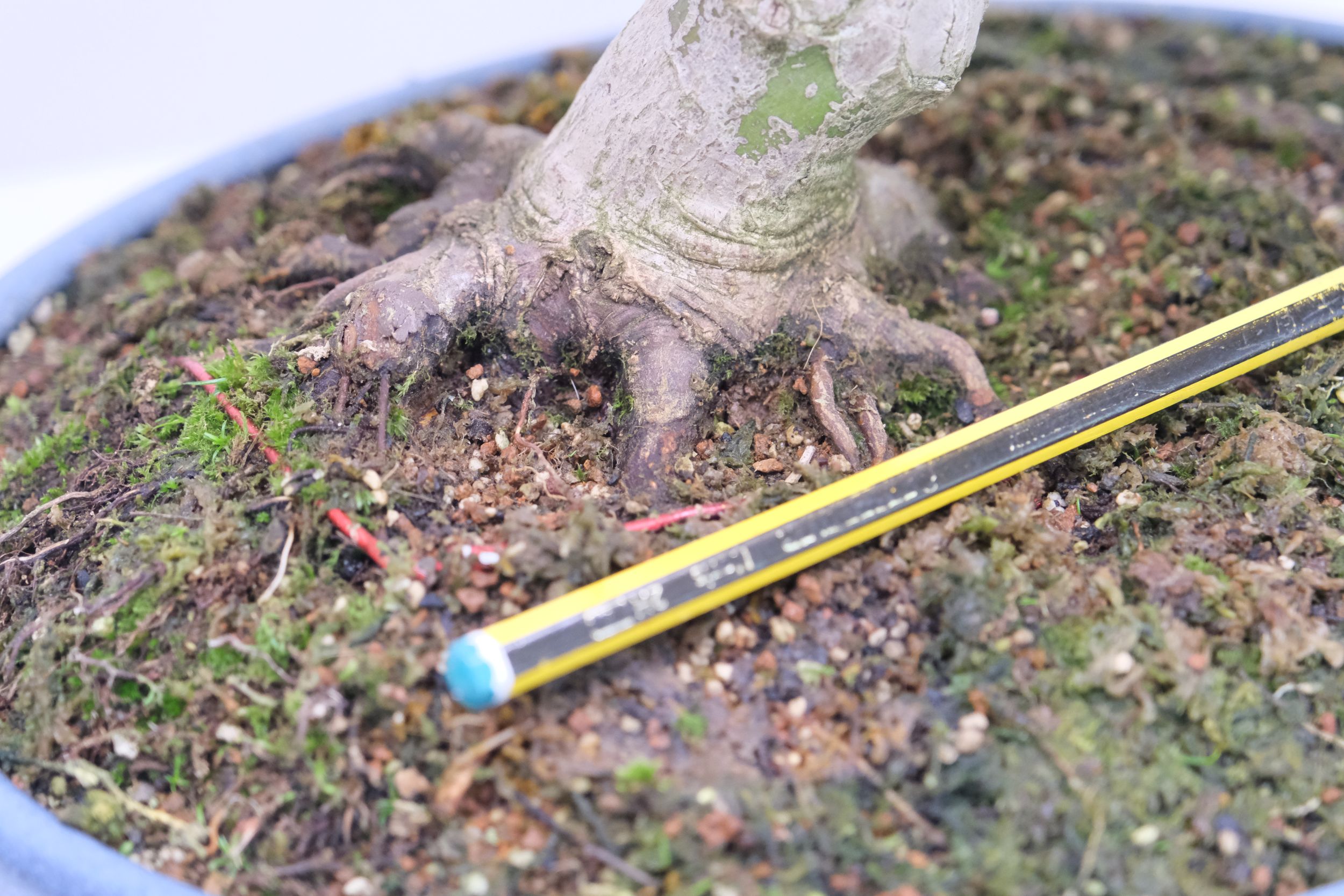 DSCF0740 japanischer Fächerahorn Acer palmatum brose bonsai