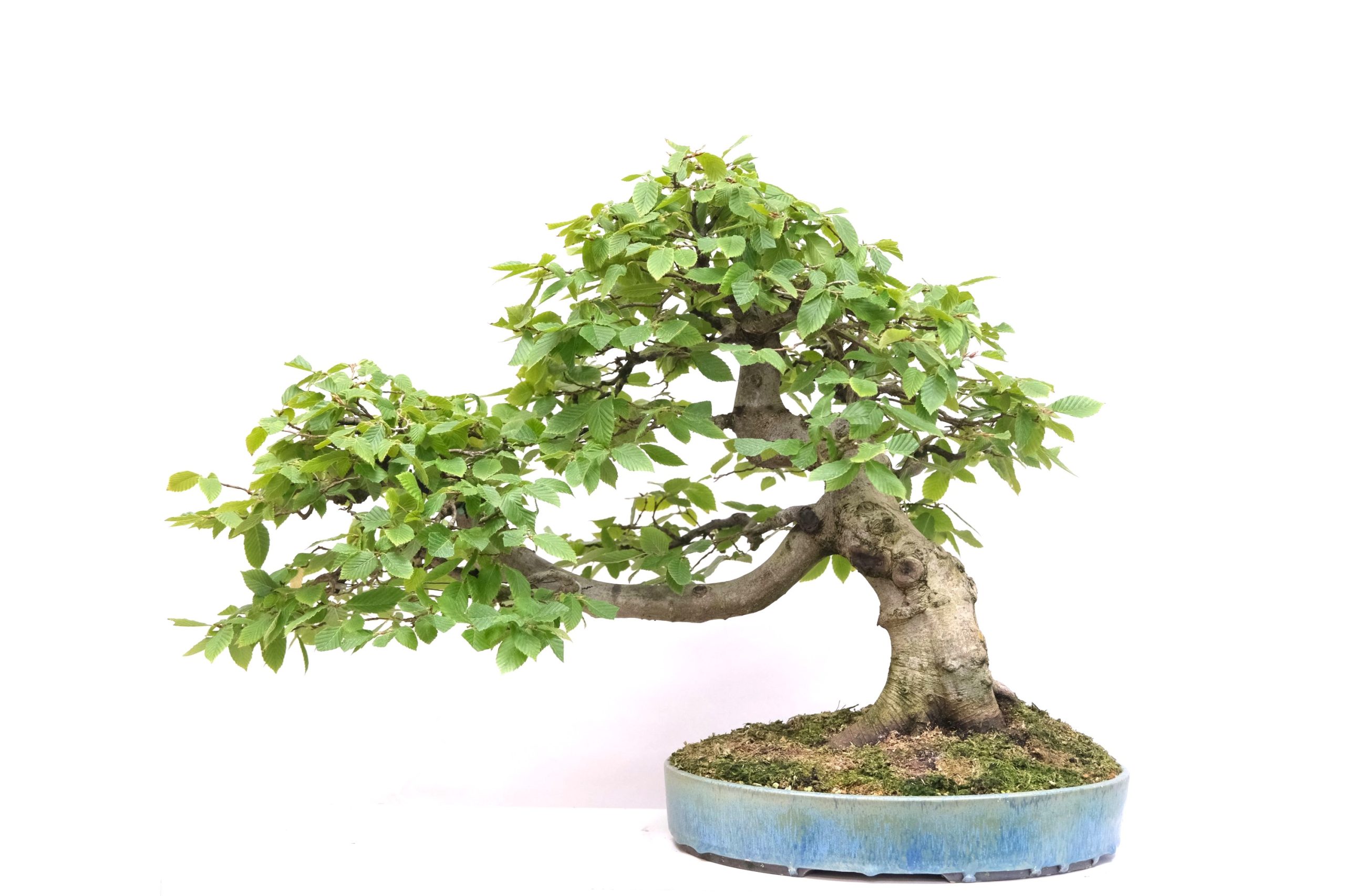 DSCF0794 Carpinus betulus Hainbuche Brose Bonsai