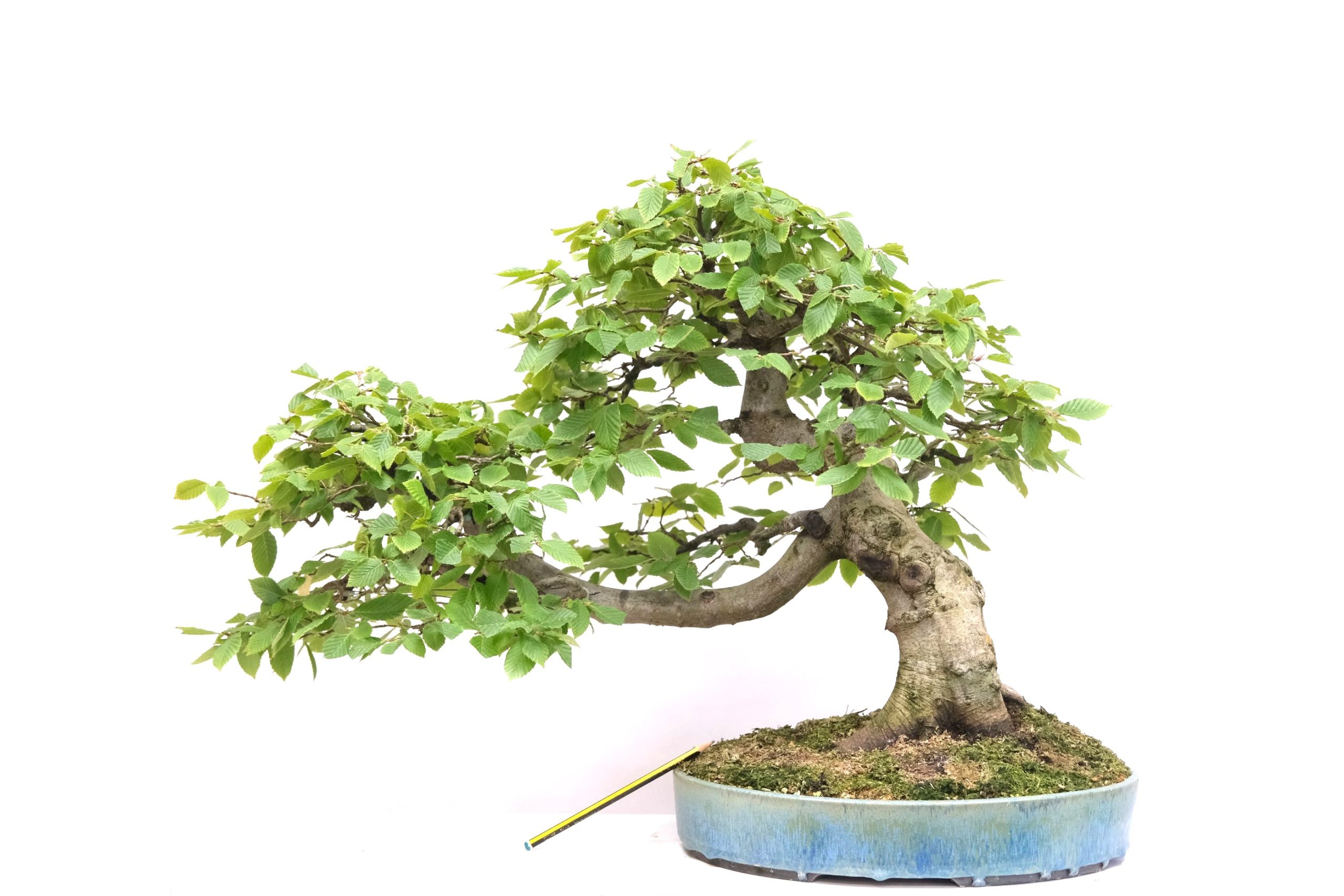 DSCF0795 Carpinus betulus Hainbuche Brose Bonsai