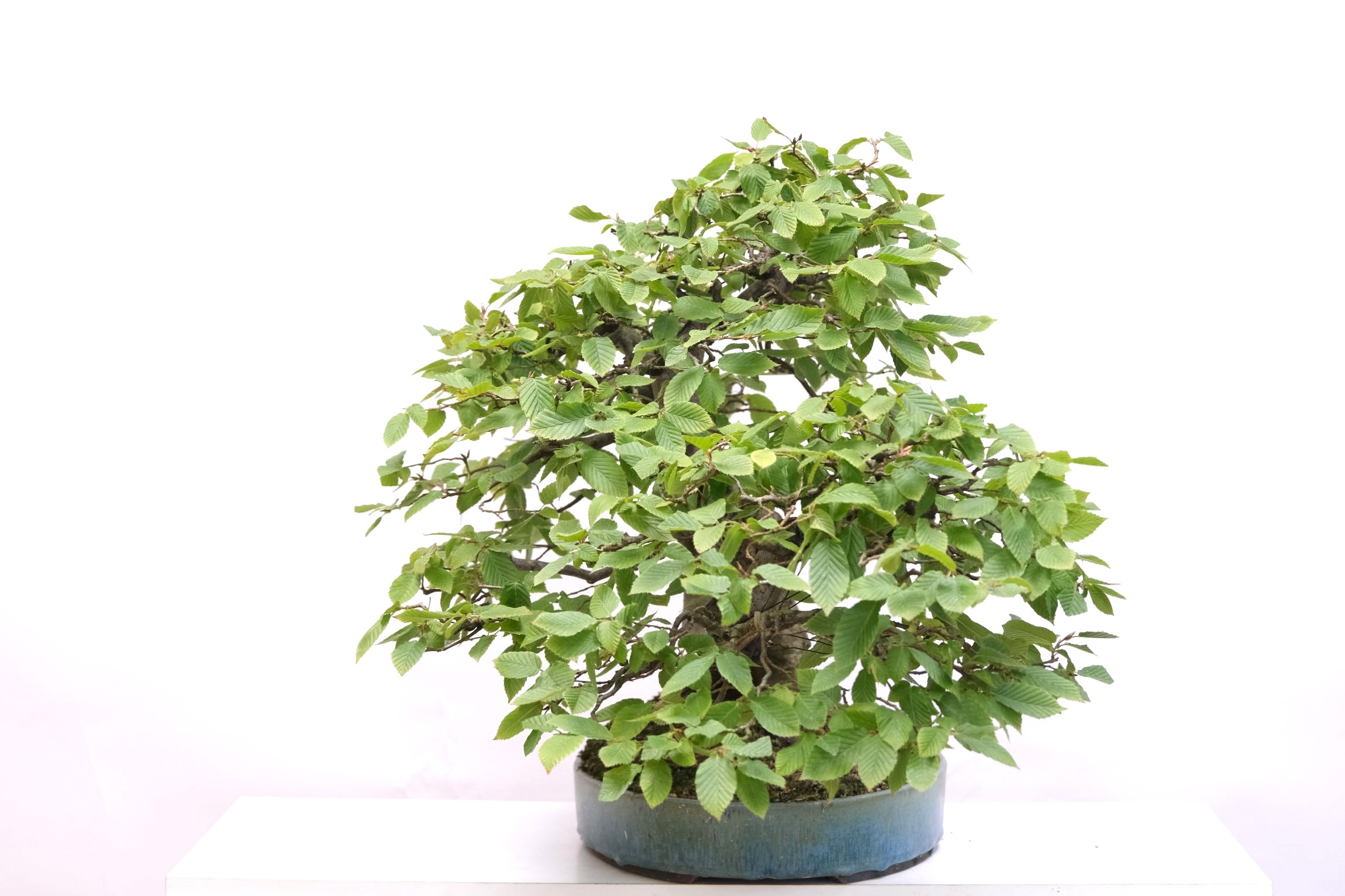 DSCF0796 Carpinus betulus Hainbuche Brose Bonsai