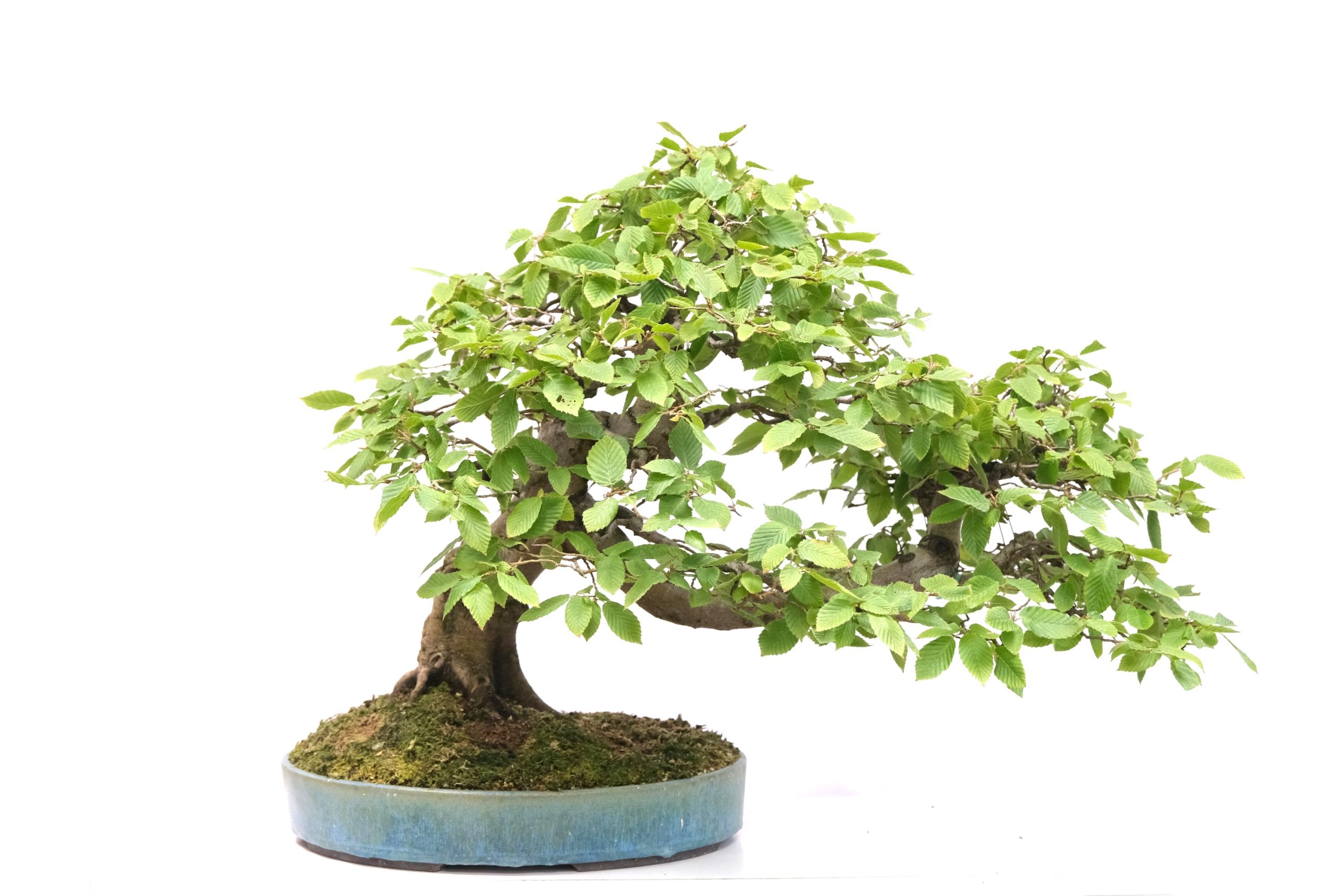 DSCF0797 Carpinus betulus Hainbuche Brose Bonsai