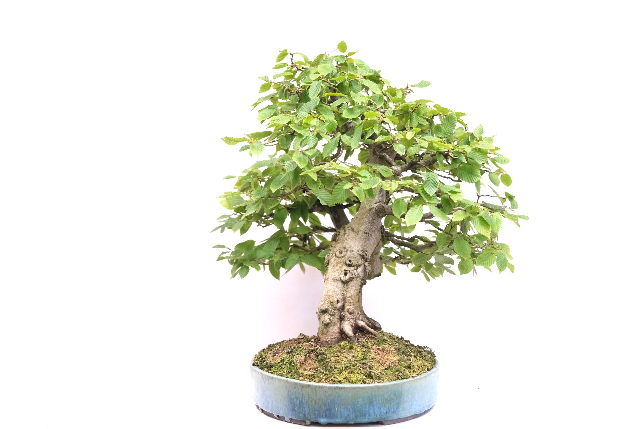 DSCF0798 Carpinus betulus Hainbuche Brose Bonsai