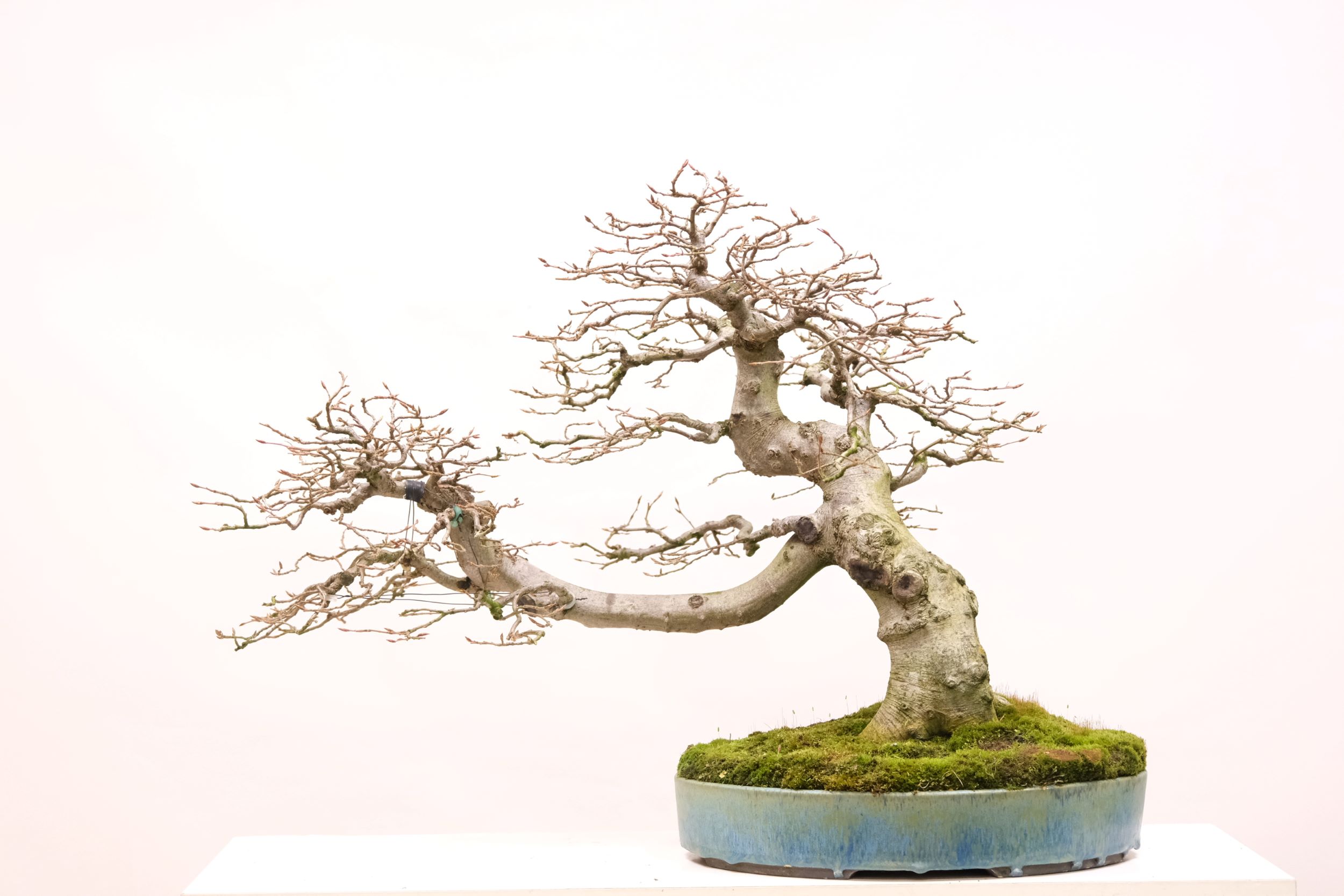 DSCF9410 Hainbuche 01 Brose Bonsai