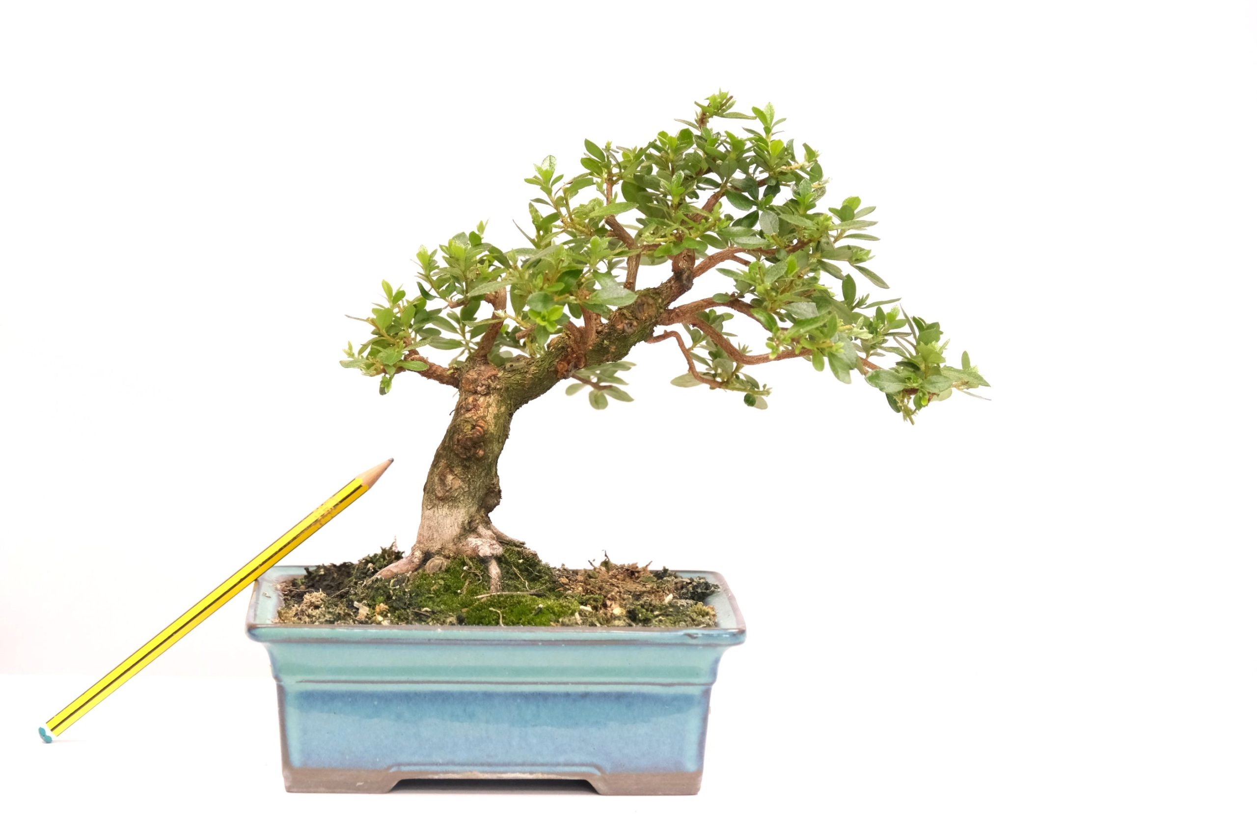 DSCF0694 japanische Azalee Satsuki Kakuo brose bonsai