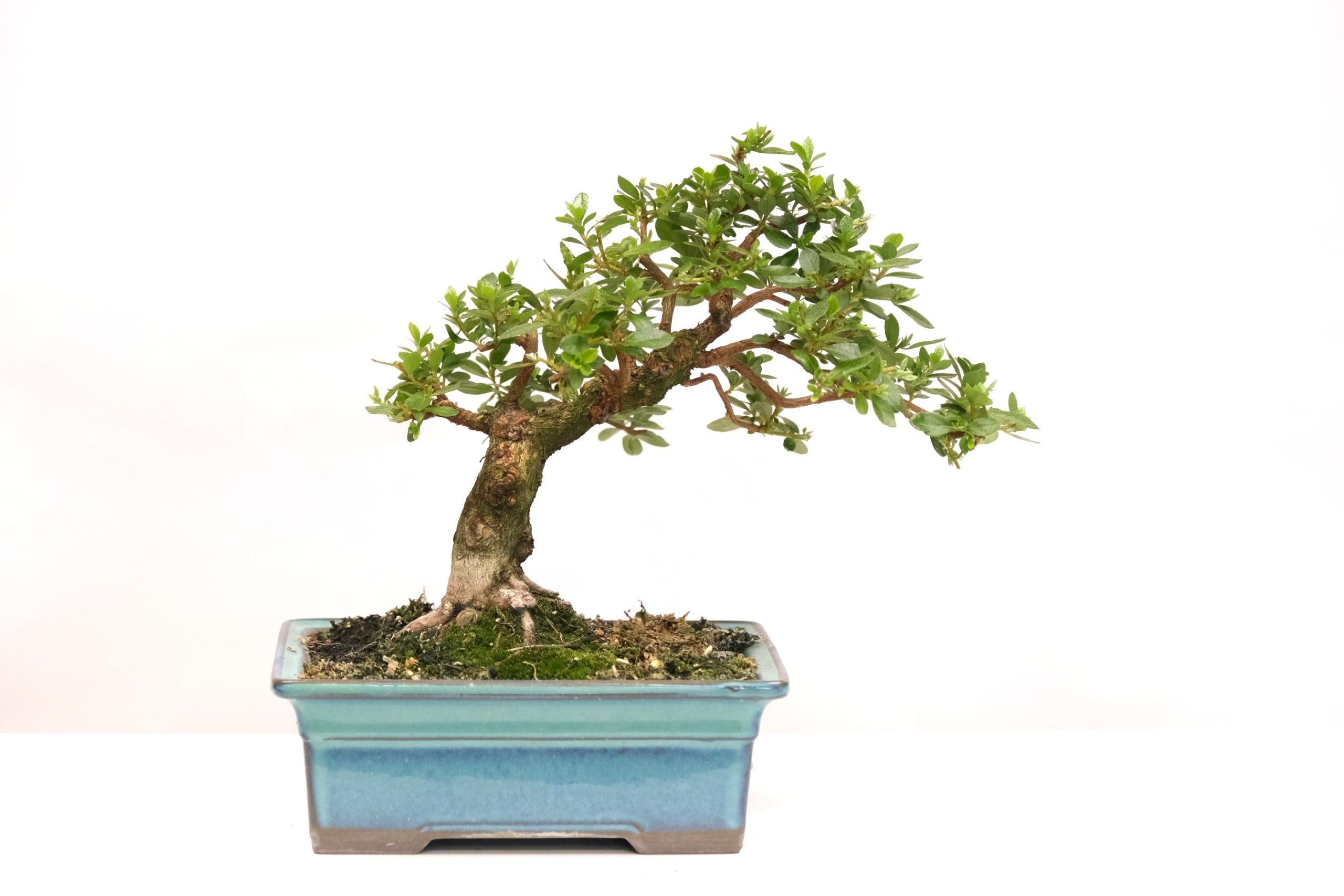 DSCF0695 japanische Azalee Satsuki Kakuo brose bonsai