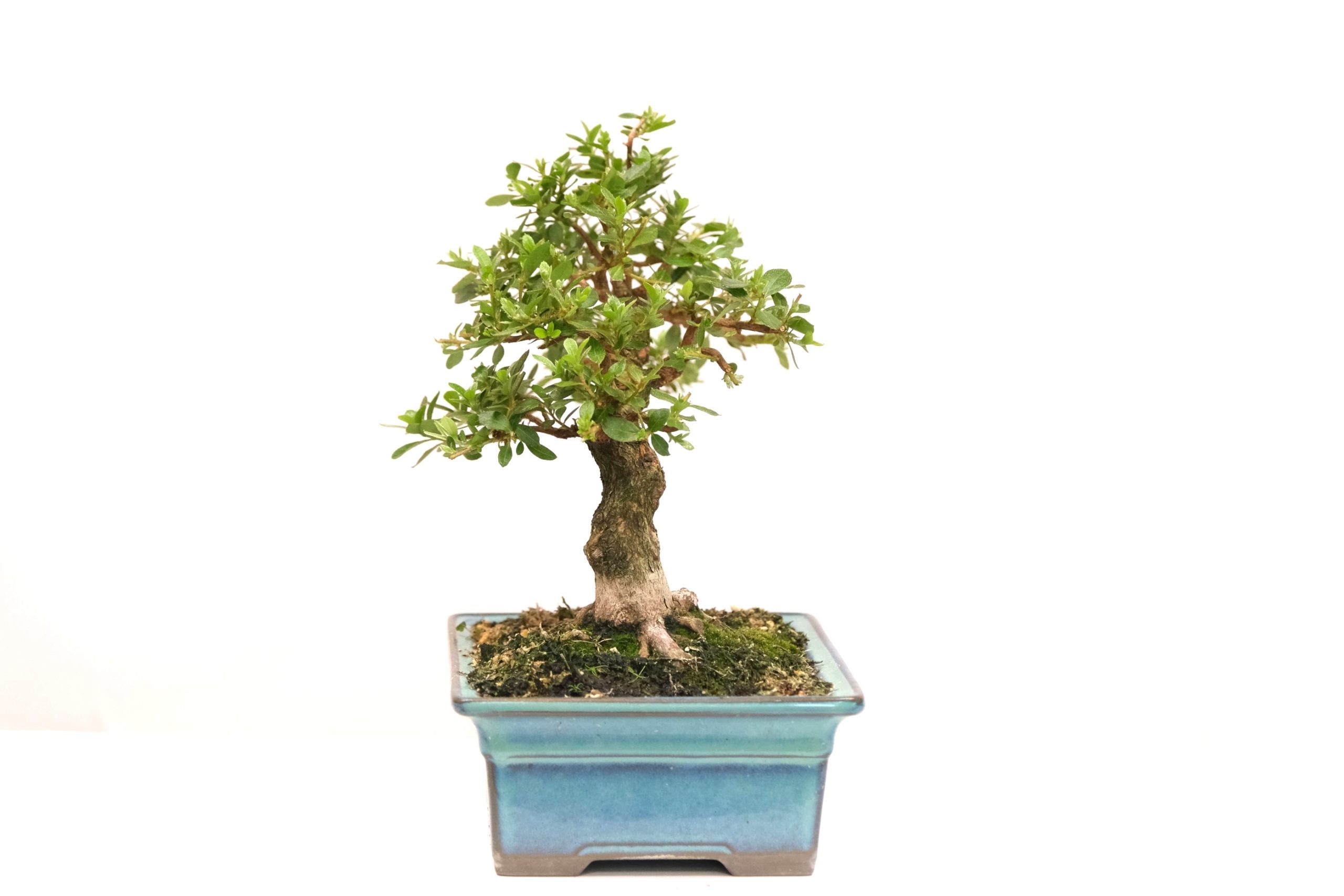 DSCF0696 japanische Azalee Satsuki Kakuo brose bonsai