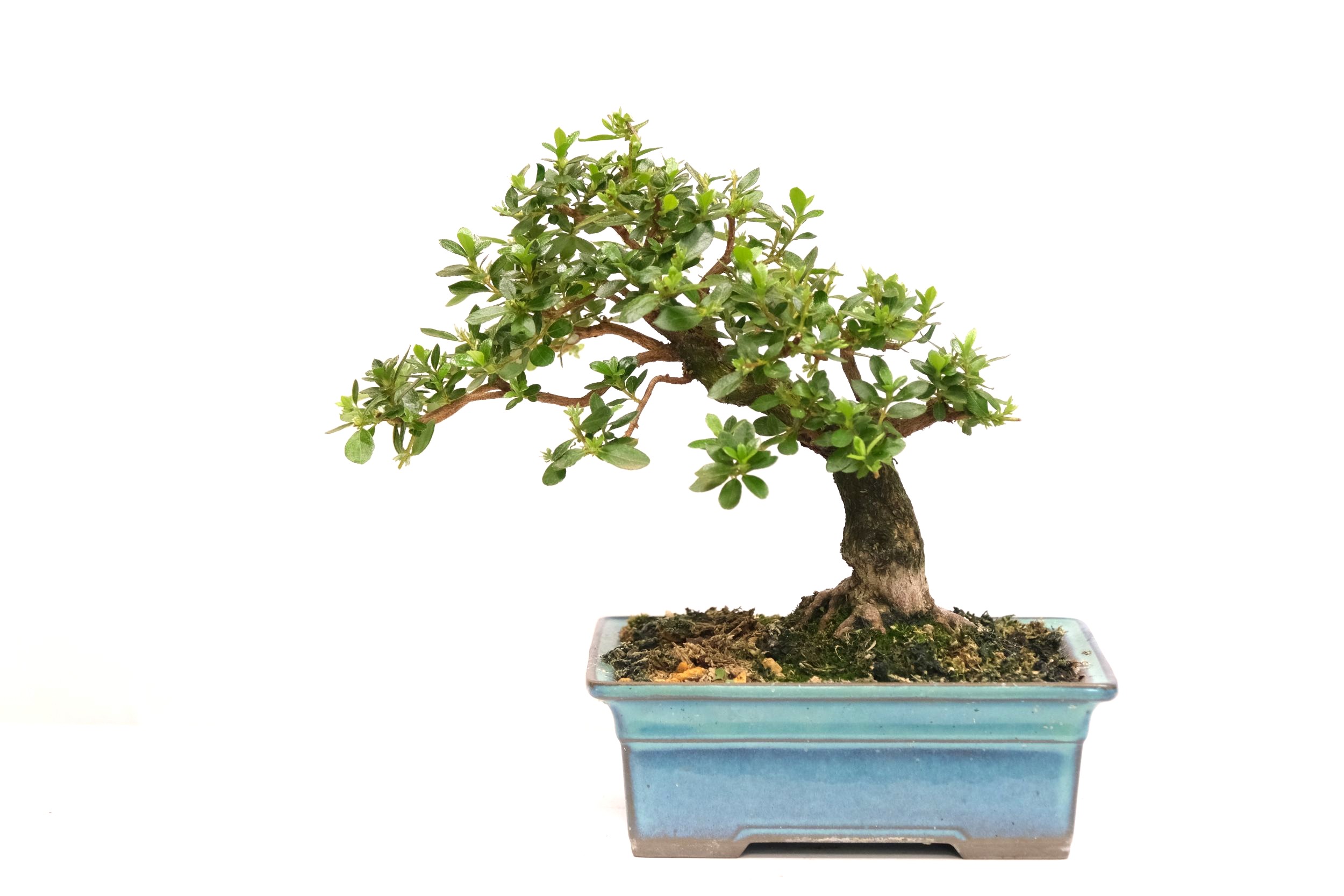 DSCF0697 japanische Azalee Satsuki Kakuo brose bonsai