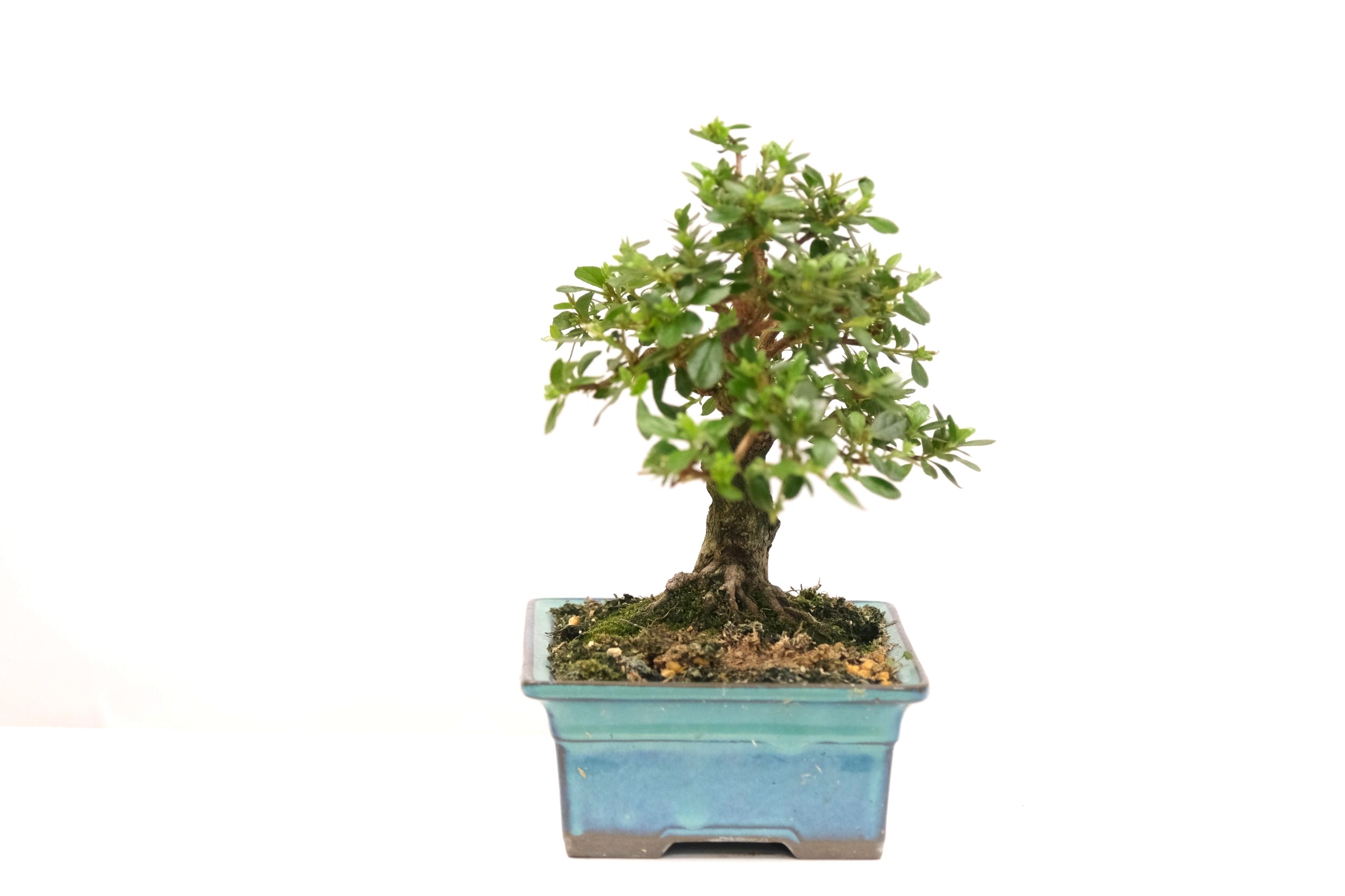 DSCF0698 japanische Azalee Satsuki Kakuo brose bonsai