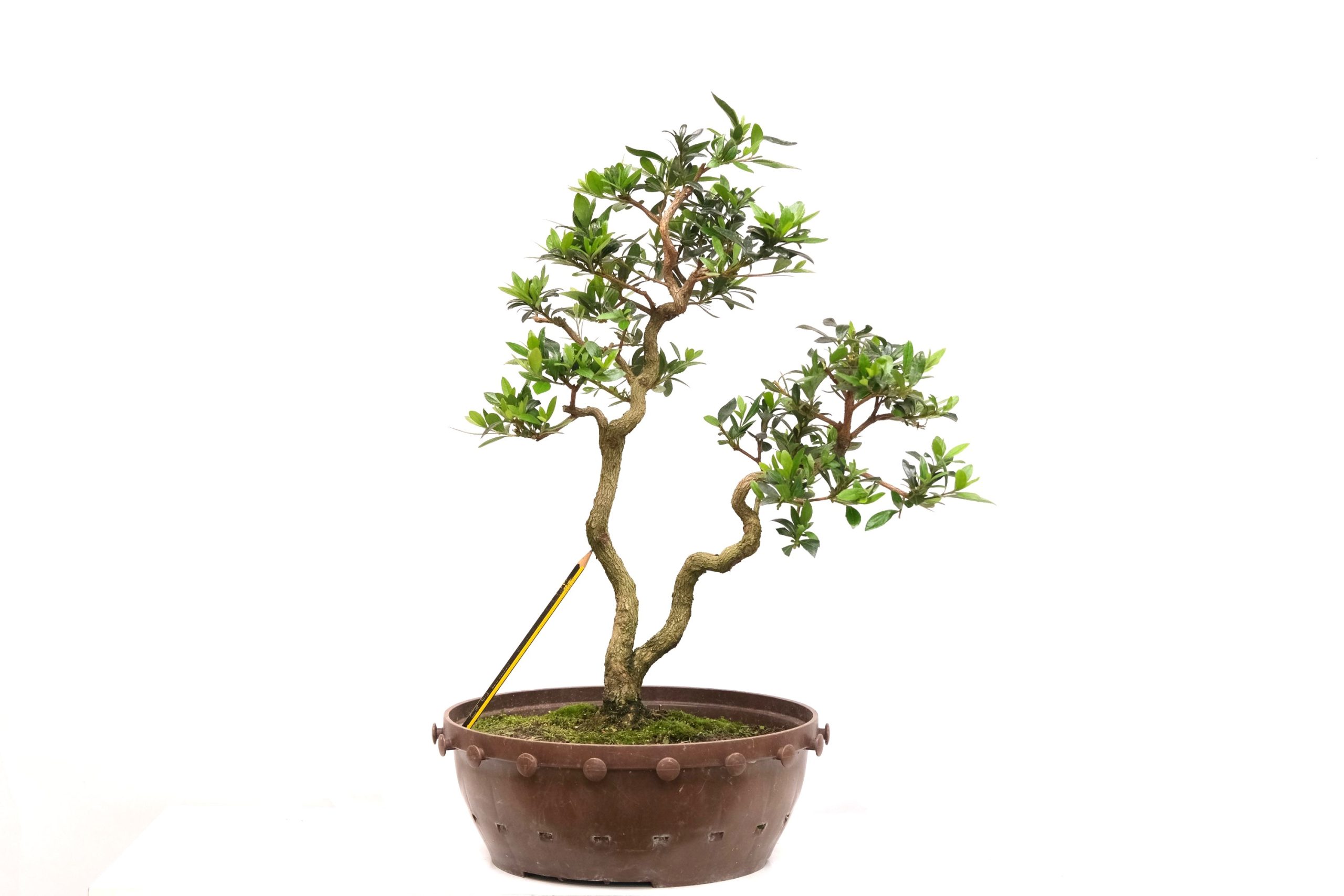 DSCF0788 japanische Azalee Satsuki Choujuhou brose bonsai