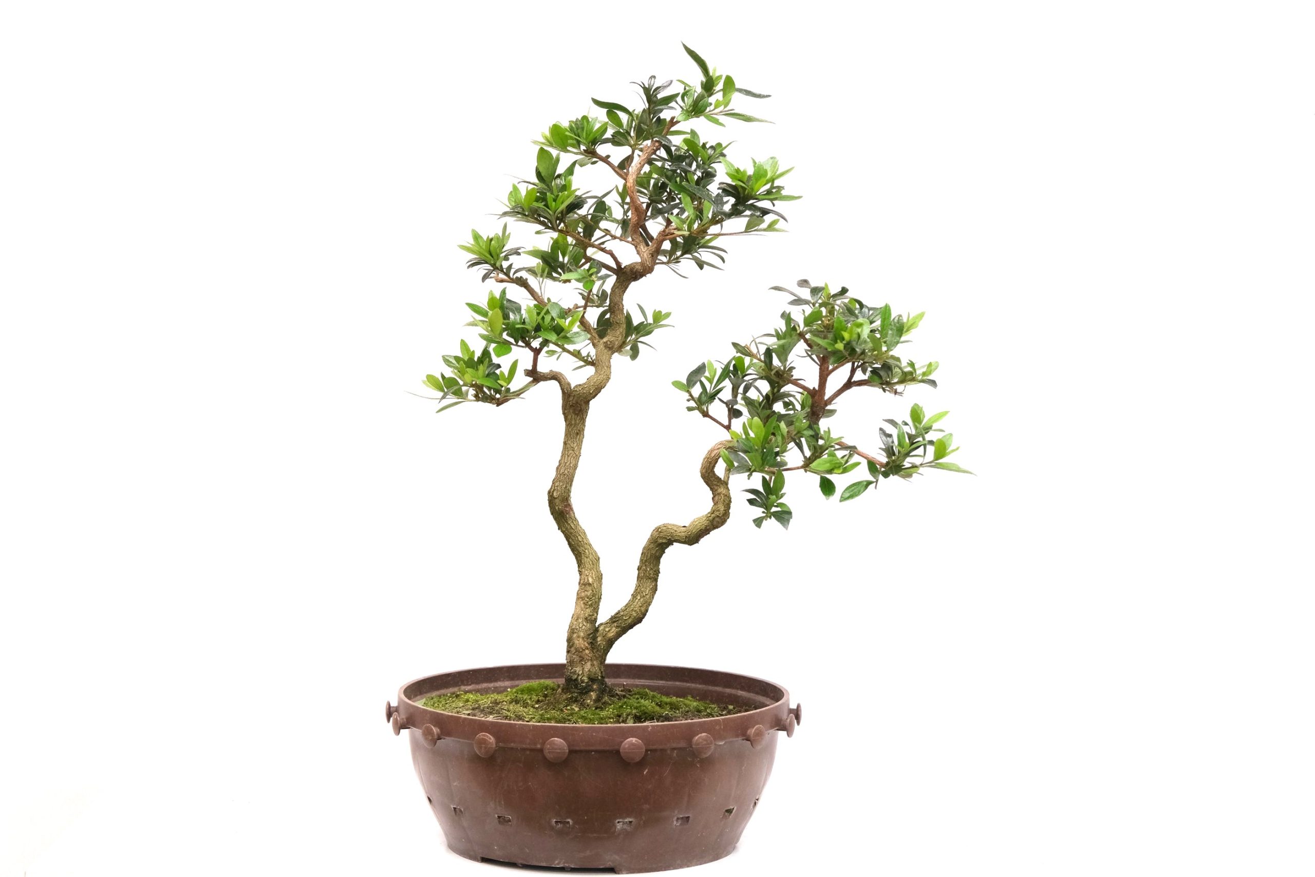 DSCF0789 japanische Azalee Satsuki Choujuhou brose bonsai