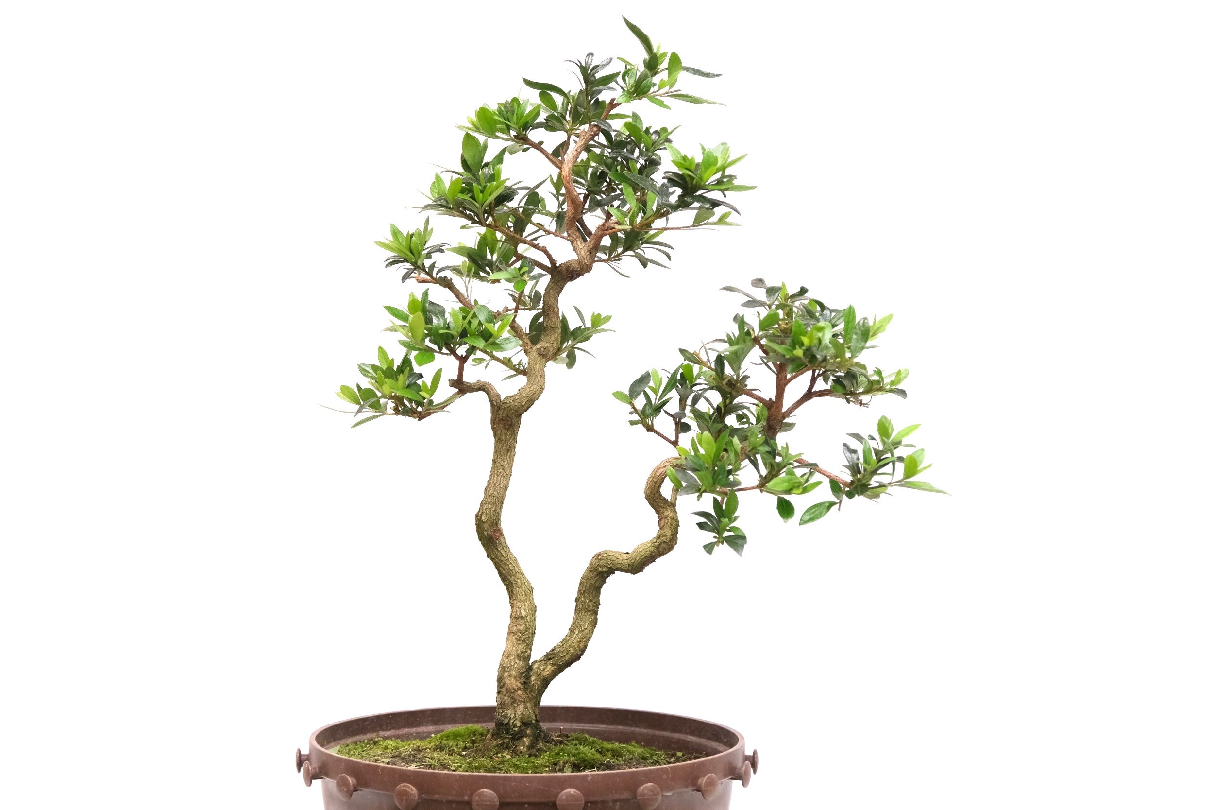 DSCF0790 japanische Azalee Satsuki Choujuhou brose bonsai