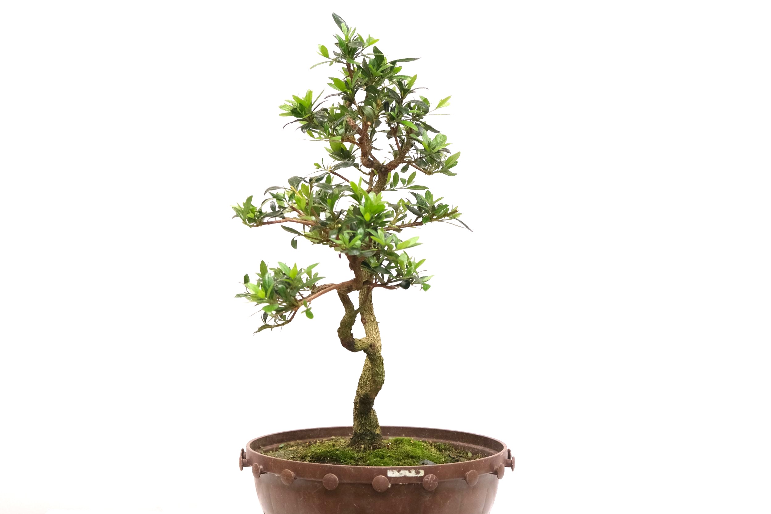 DSCF0791 japanische Azalee Satsuki Choujuhou brose bonsai