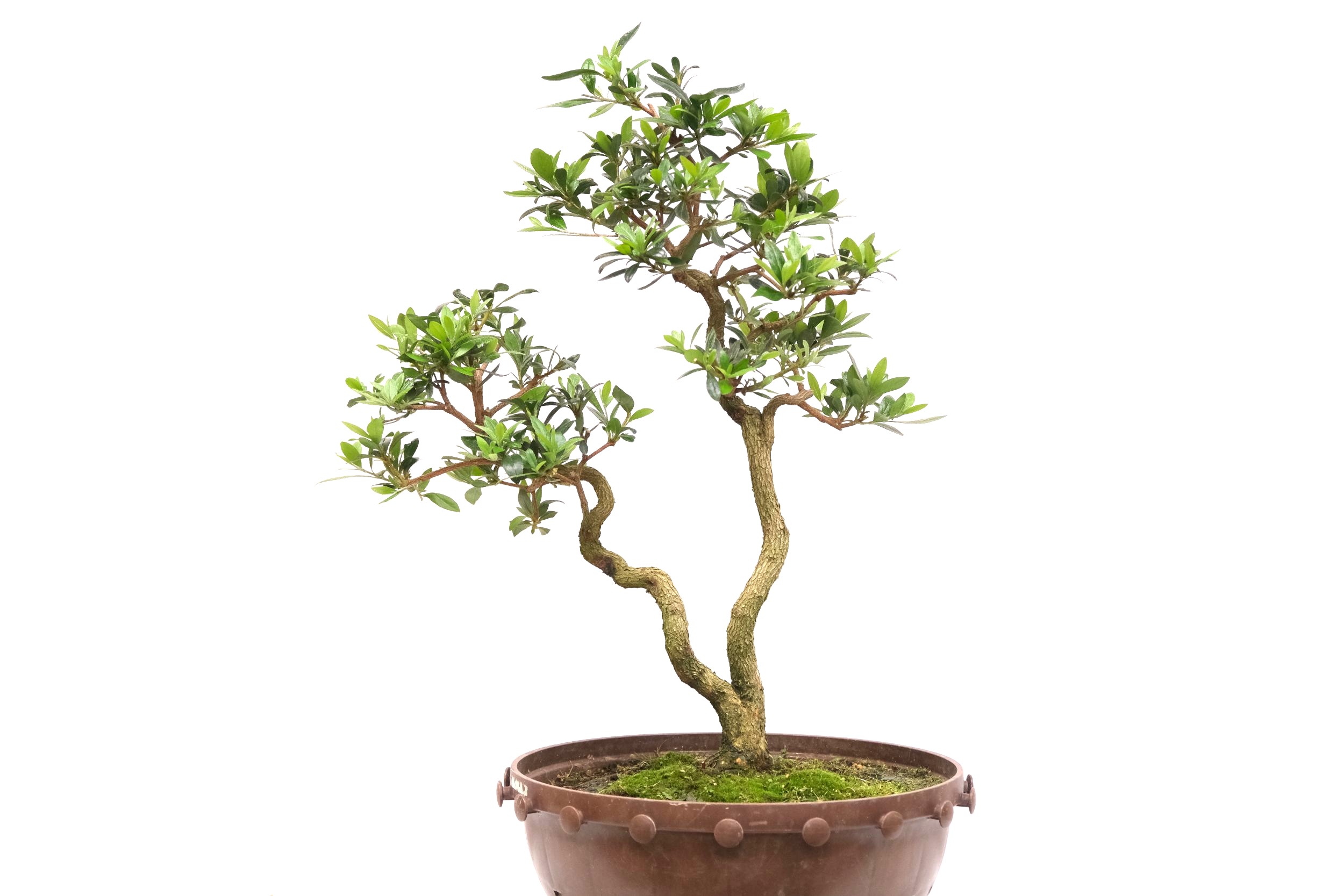 DSCF0792 japanische Azalee Satsuki Choujuhou brose bonsai