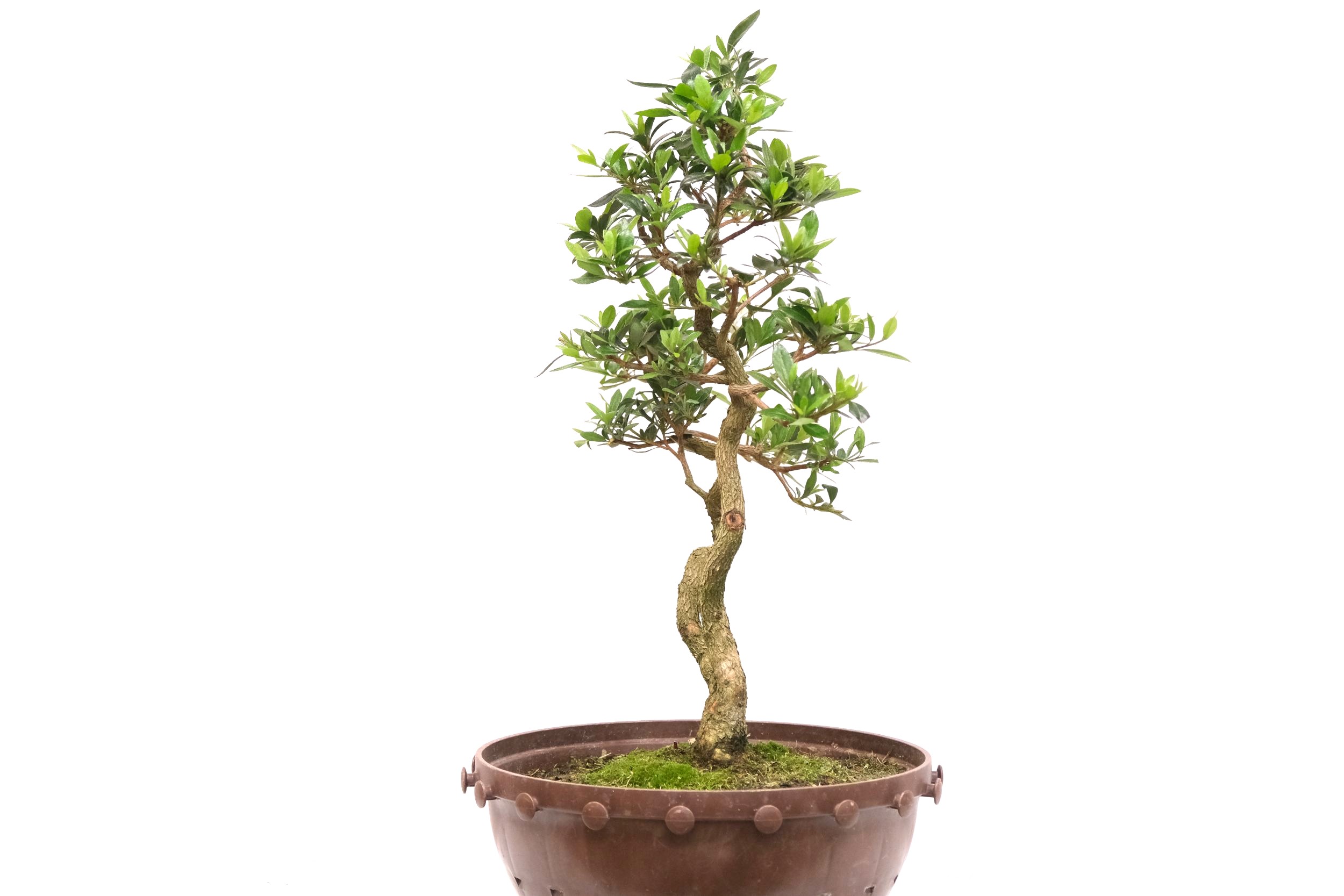 DSCF0793 japanische Azalee Satsuki Choujuhou brose bonsai