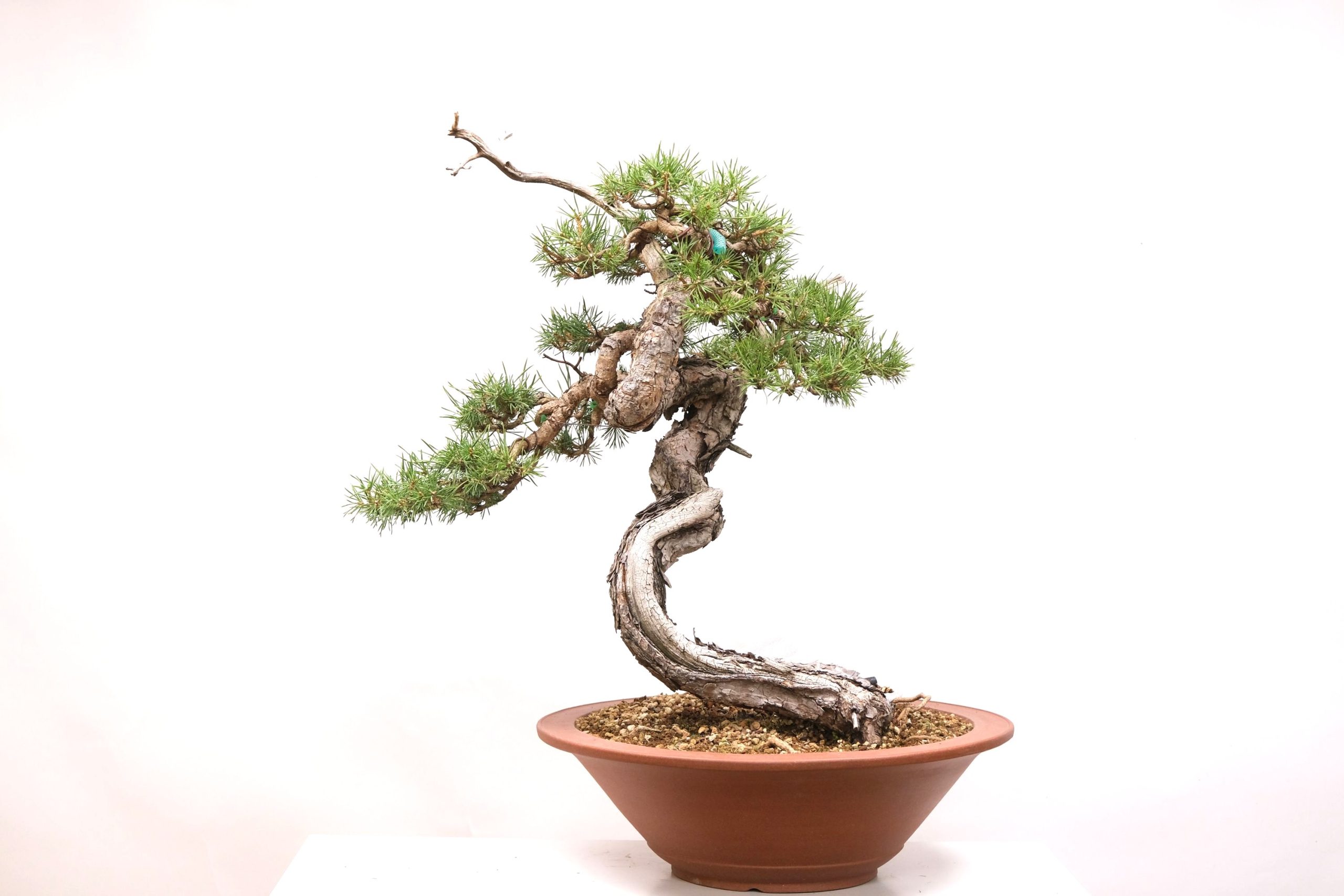 DSCF0800 Pinus Sylvestris Wald Kiefer Brose Bonsai