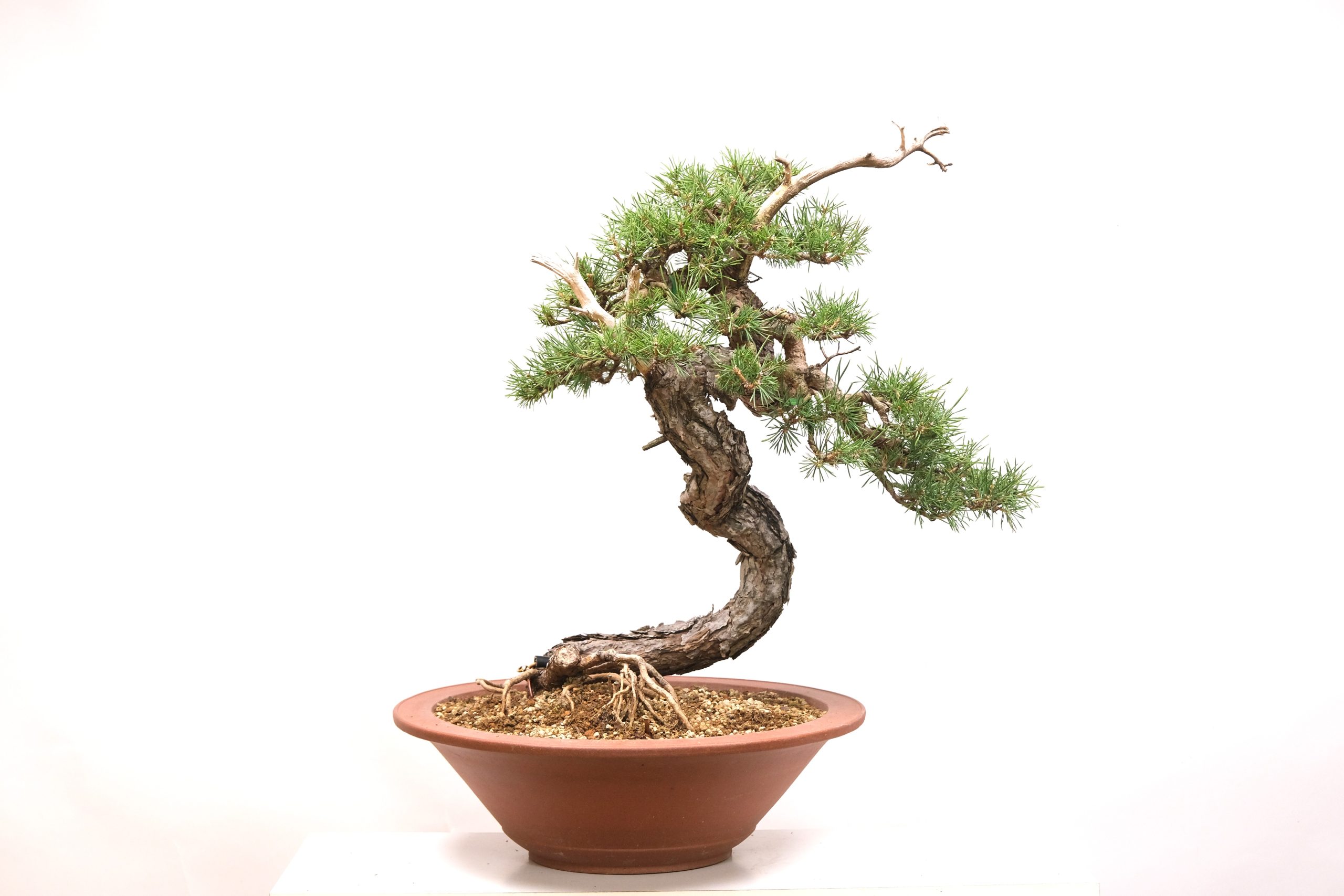 DSCF0803 Pinus Sylvestris Wald Kiefer Brose Bonsai