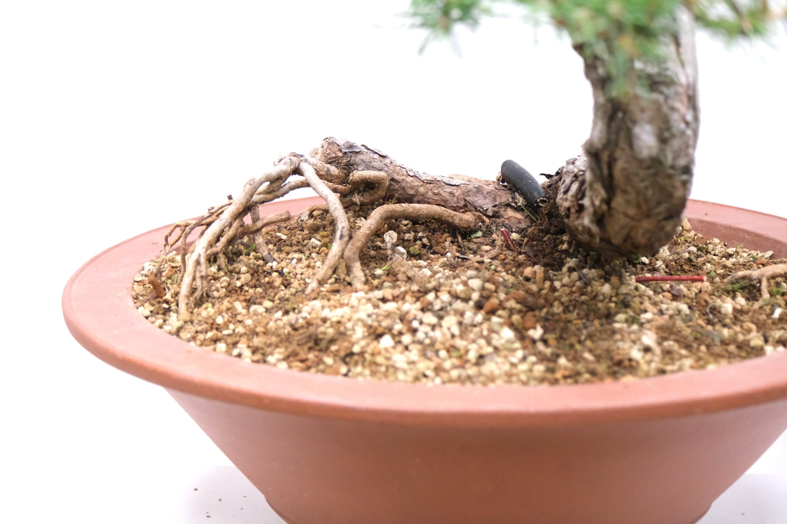 DSCF0805 Pinus Sylvestris Wald Kiefer Brose Bonsai