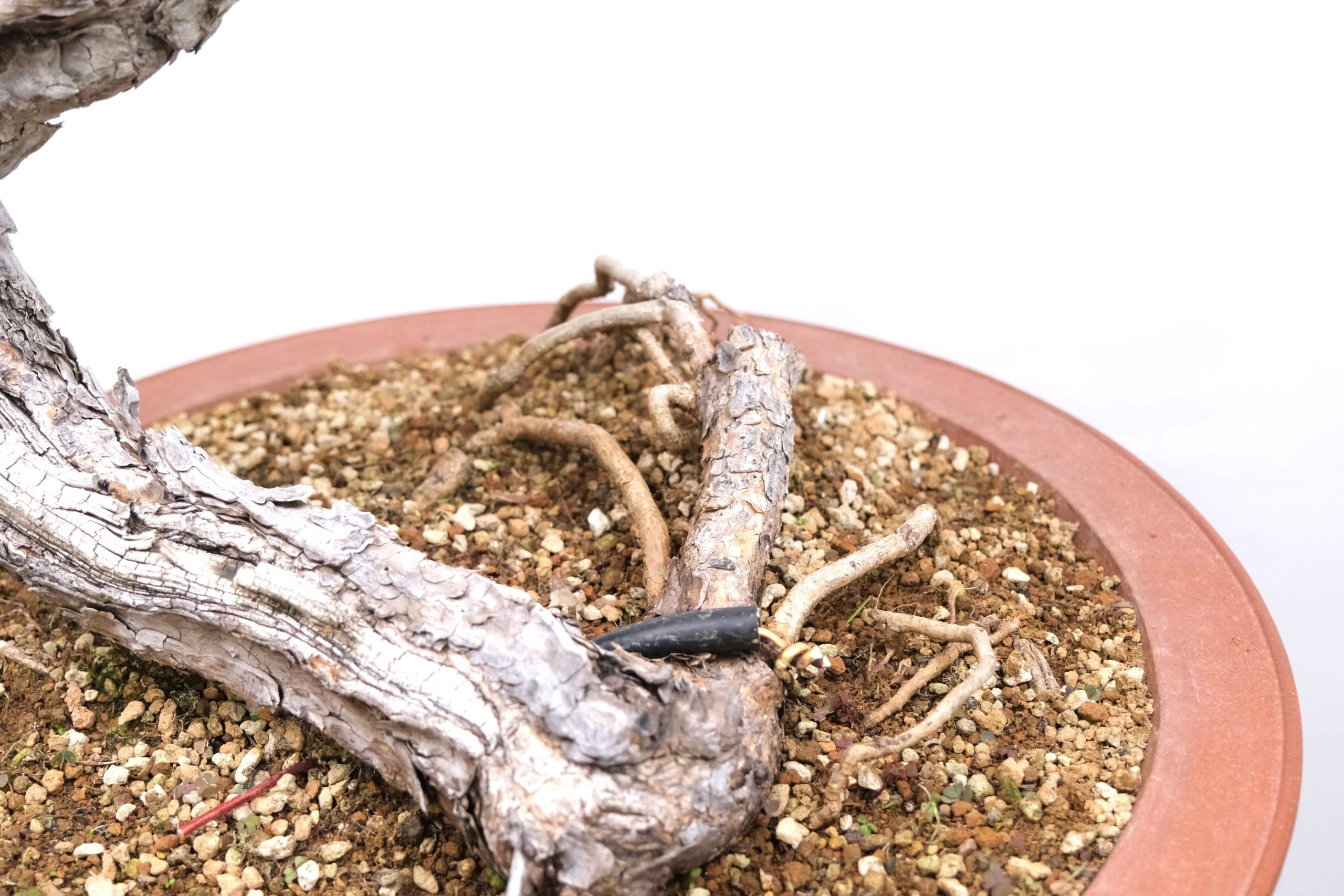 DSCF0806 Pinus Sylvestris Wald Kiefer Brose Bonsai