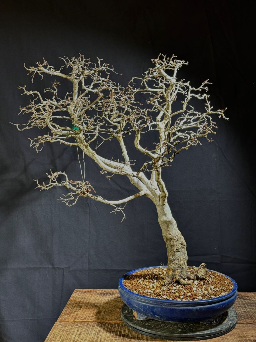 Carpinus Coreana (0)