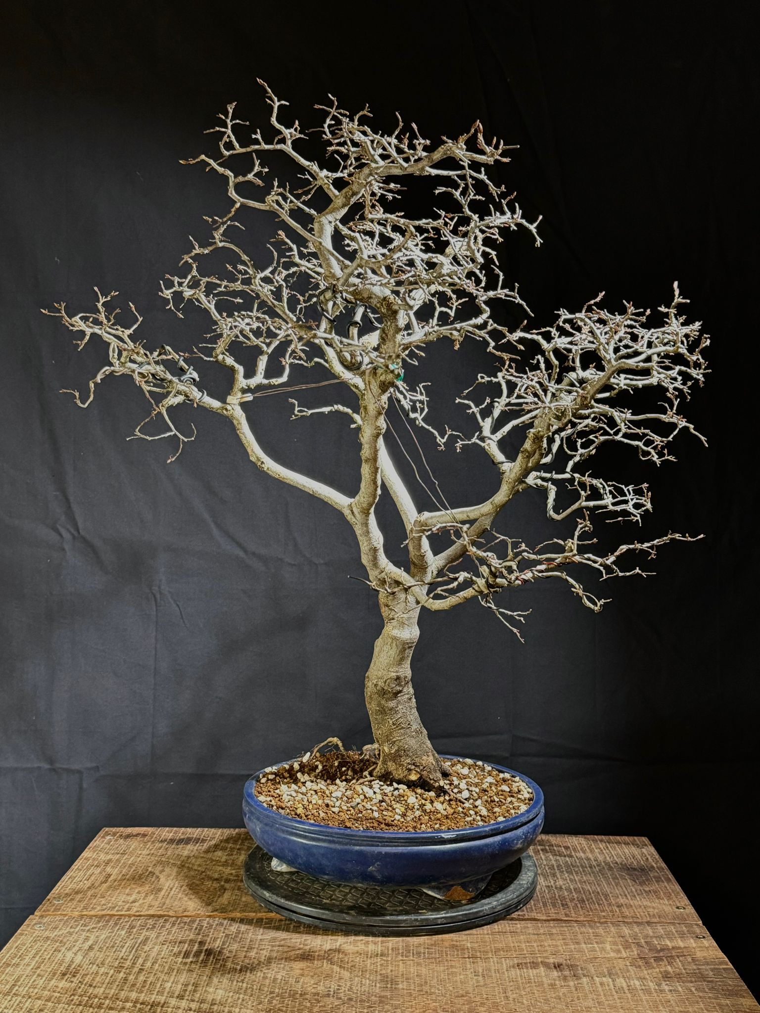 Carpinus Coreana (2)