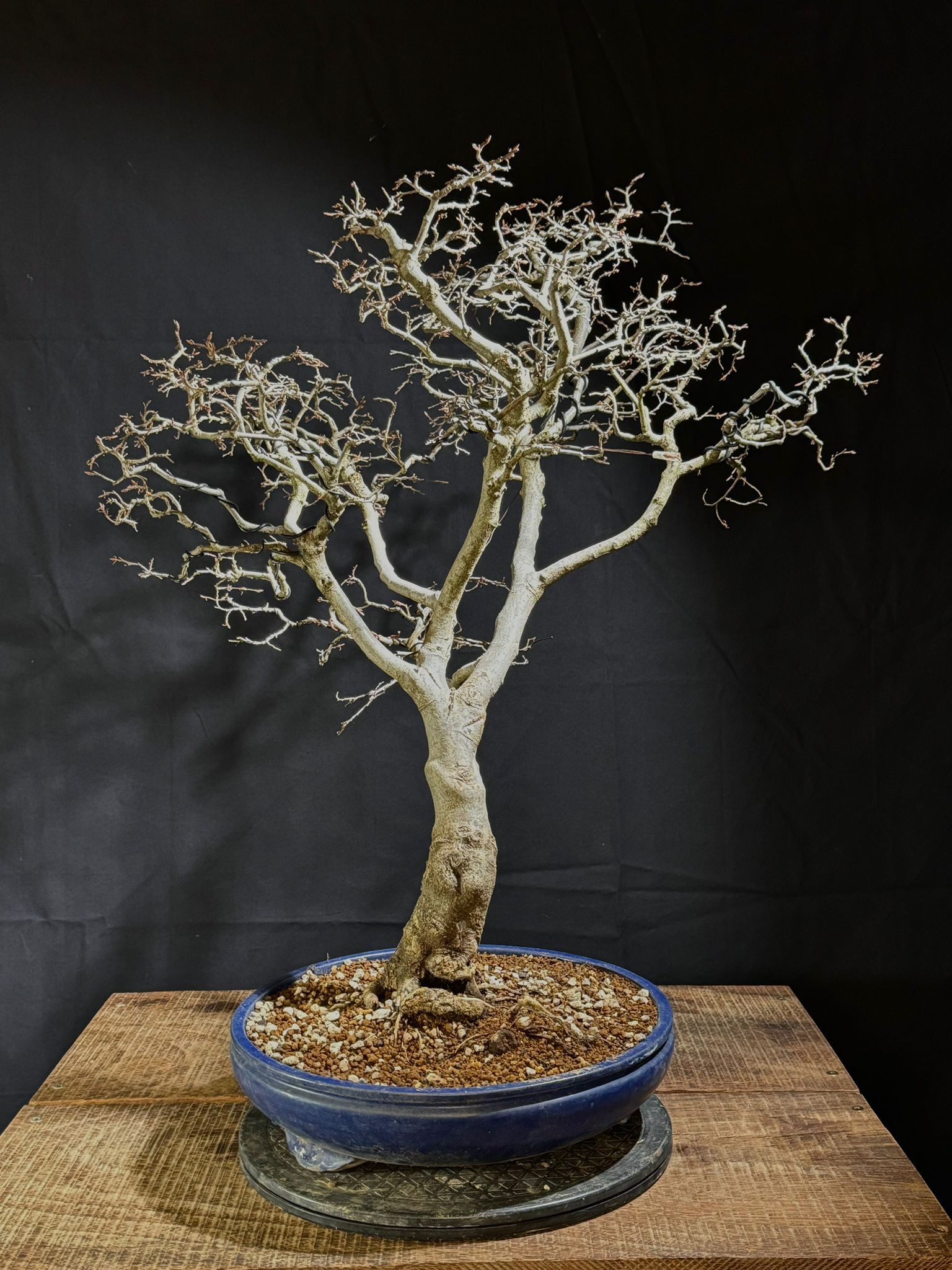 Carpinus Coreana (3)