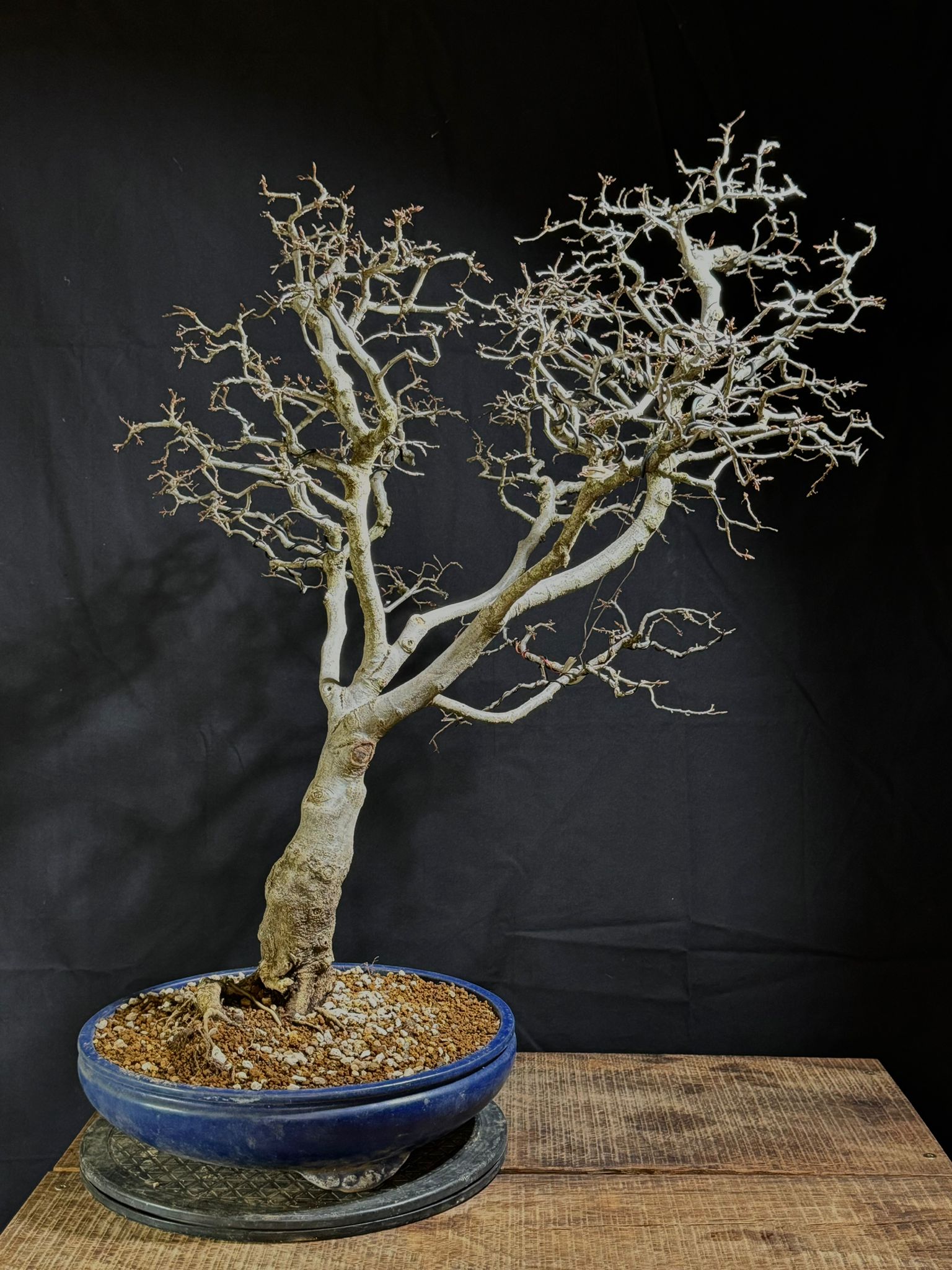 Carpinus Coreana (4)