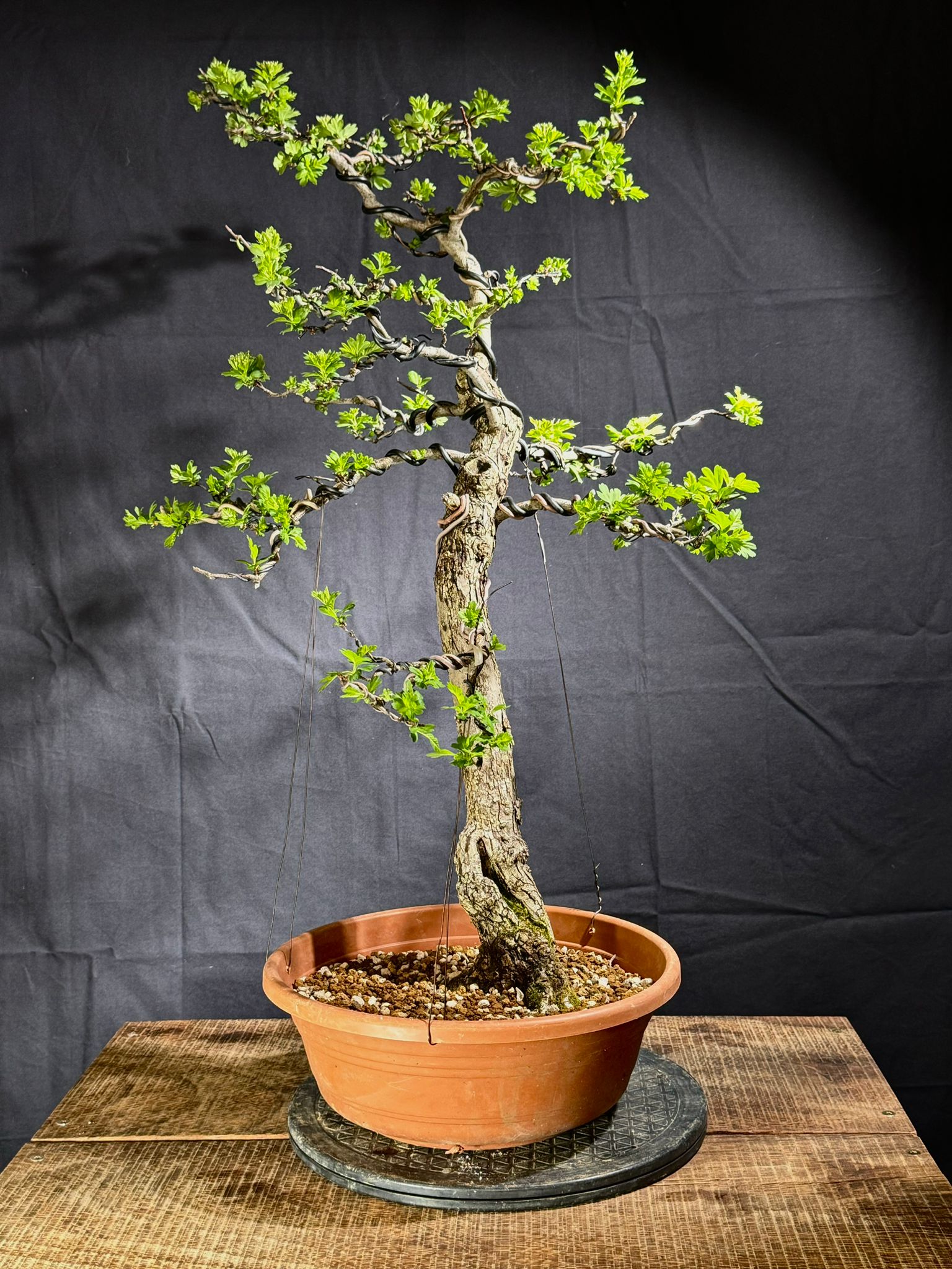 Crataegus Monogyna (1)