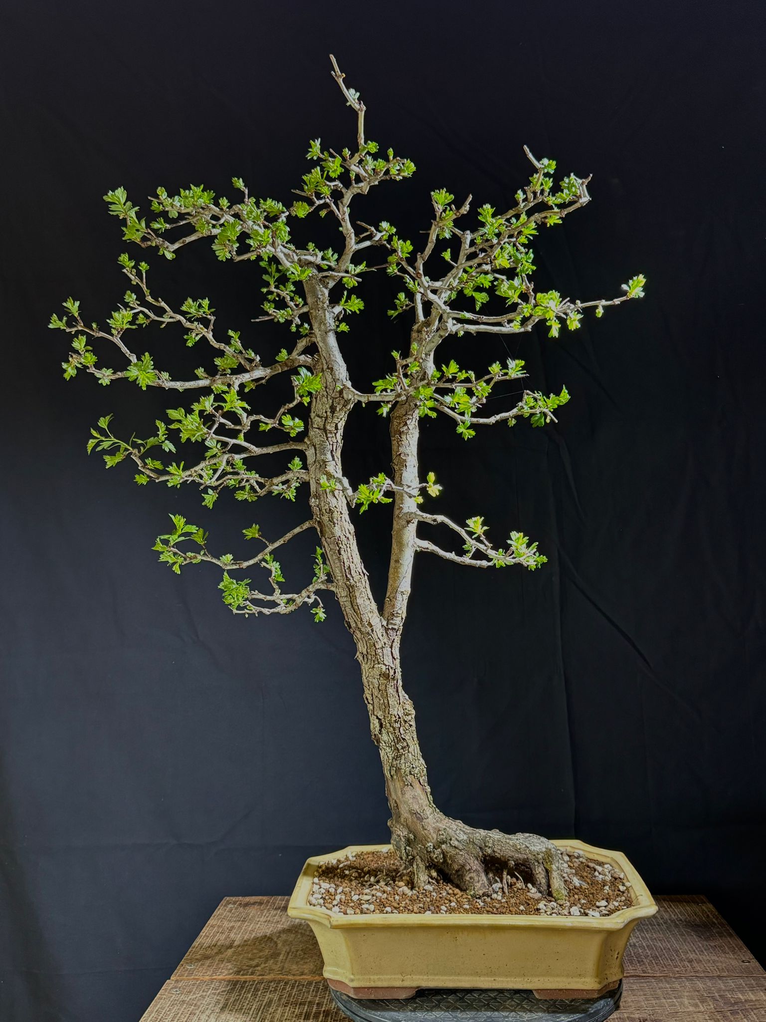 Crataegus Monogyna (1)