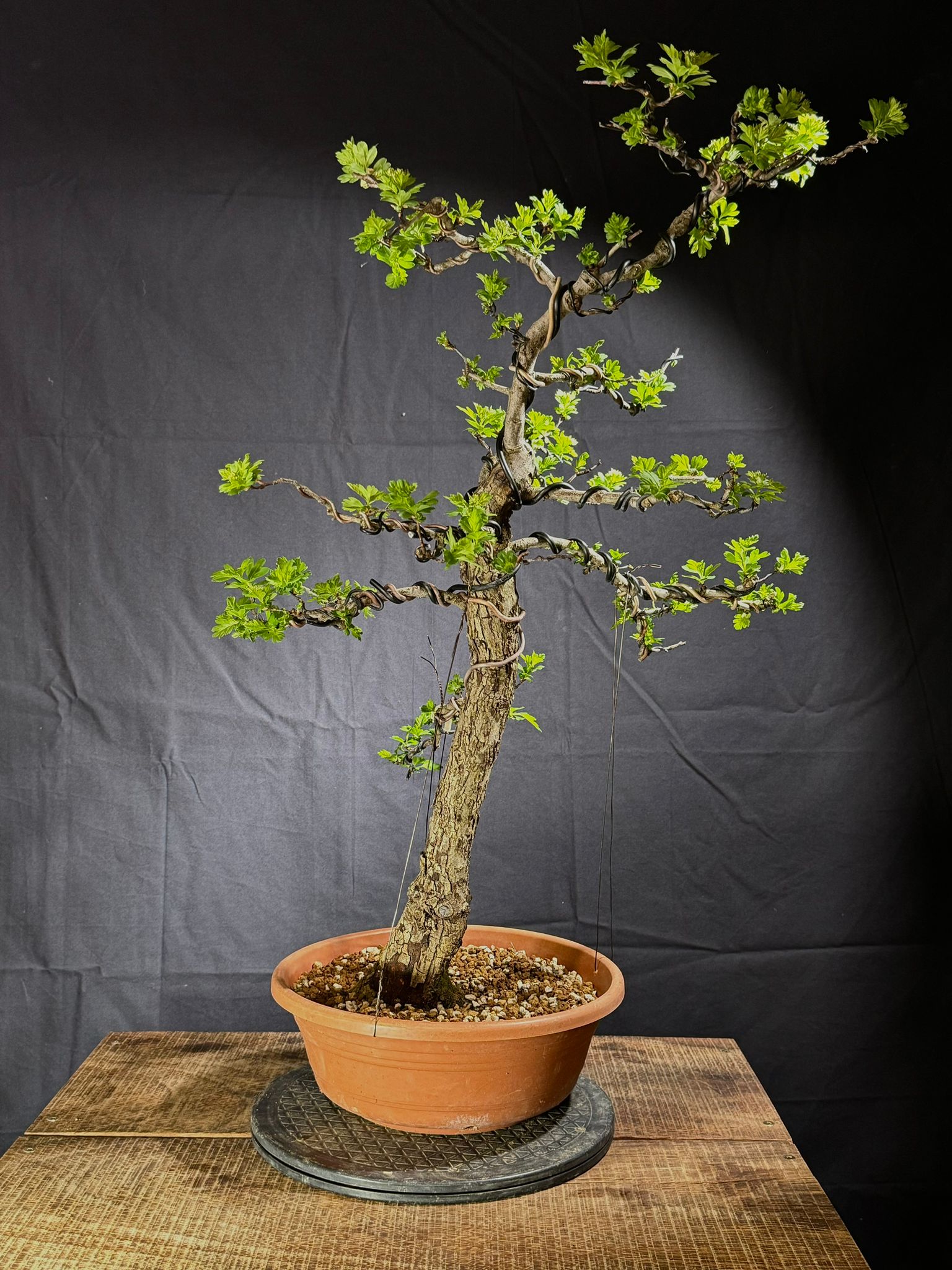 Crataegus Monogyna (2)