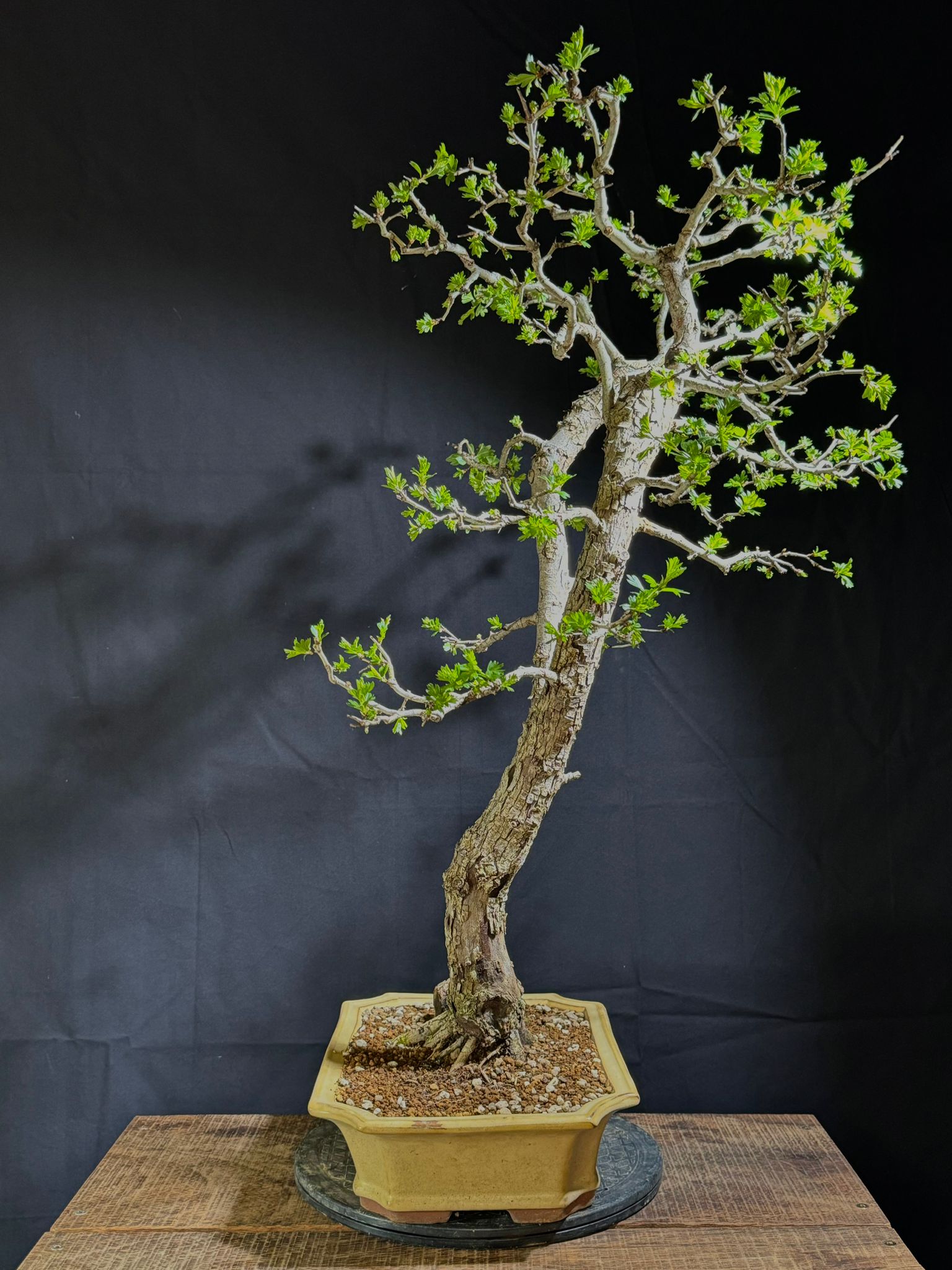 Crataegus Monogyna (2)