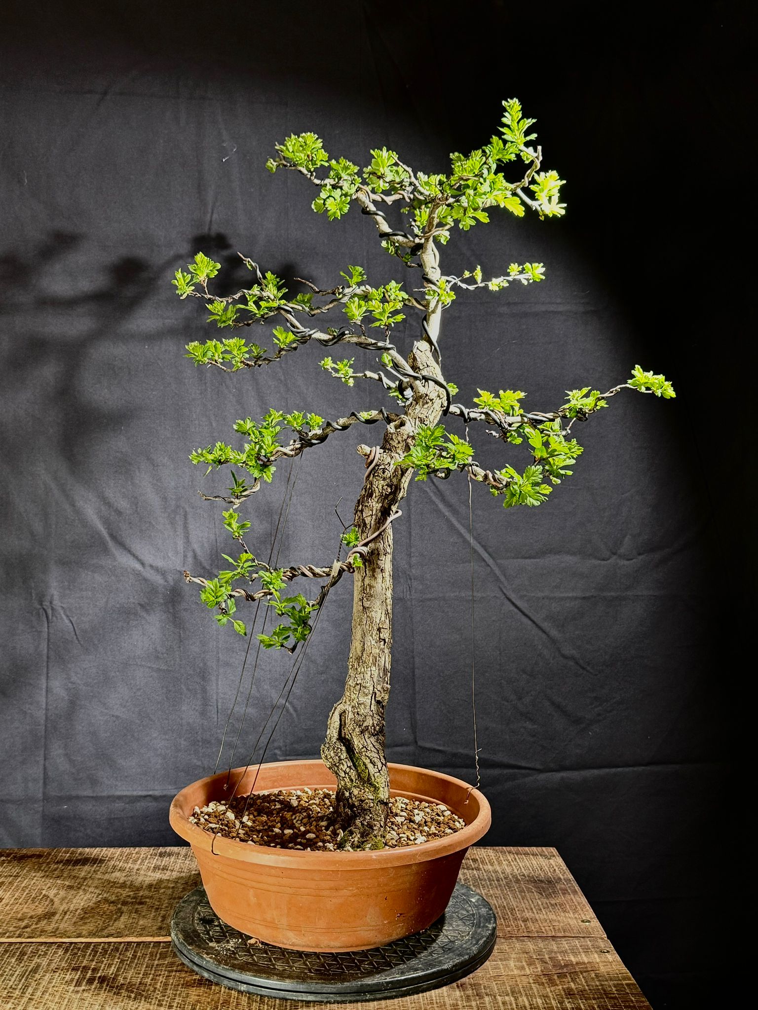 Crataegus Monogyna (3)