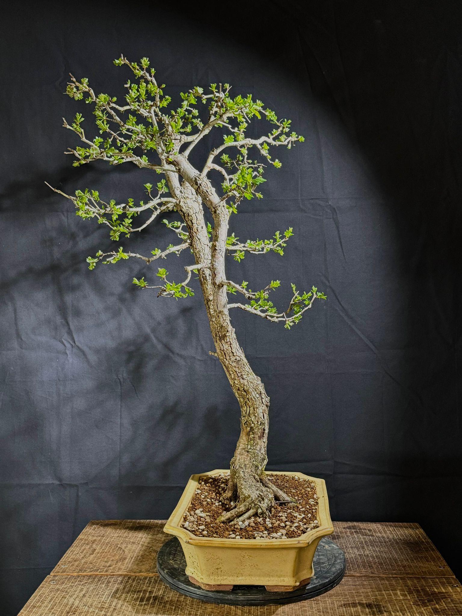 Crataegus Monogyna (3)