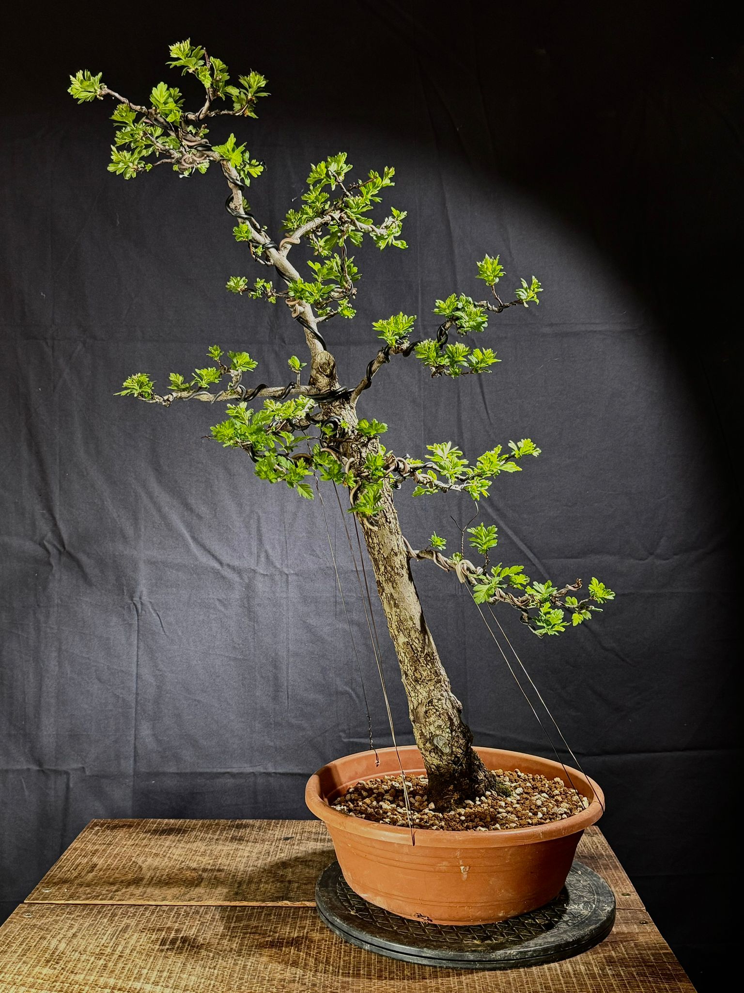 Crataegus Monogyna (4)