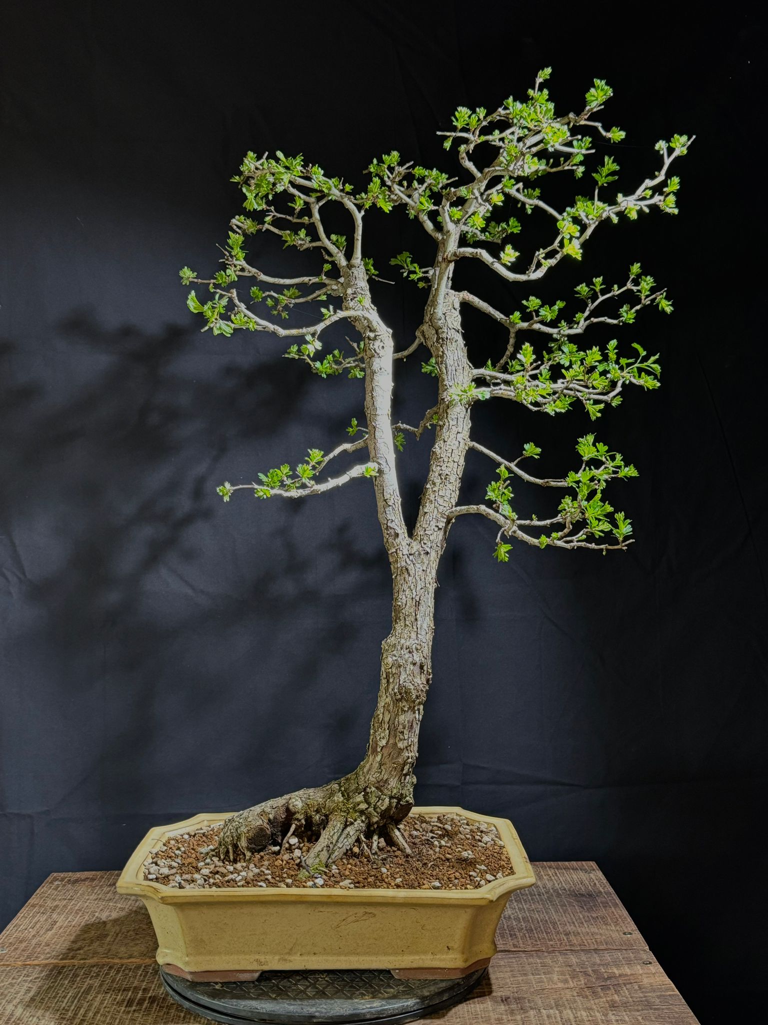 Crataegus Monogyna (4)