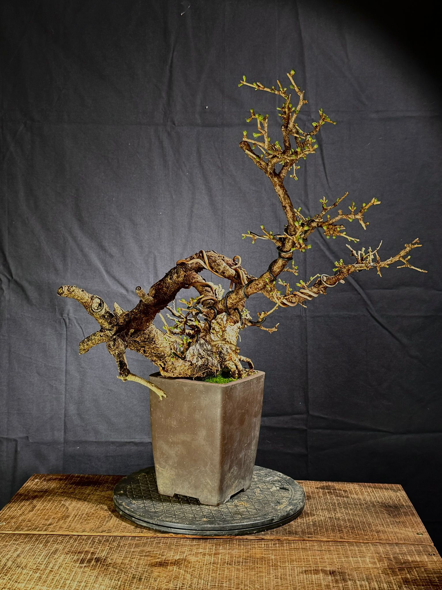Larix Decidua (4)