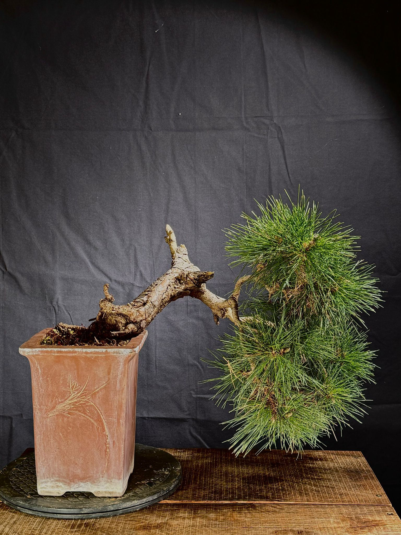 Pinus Silvestris (1)