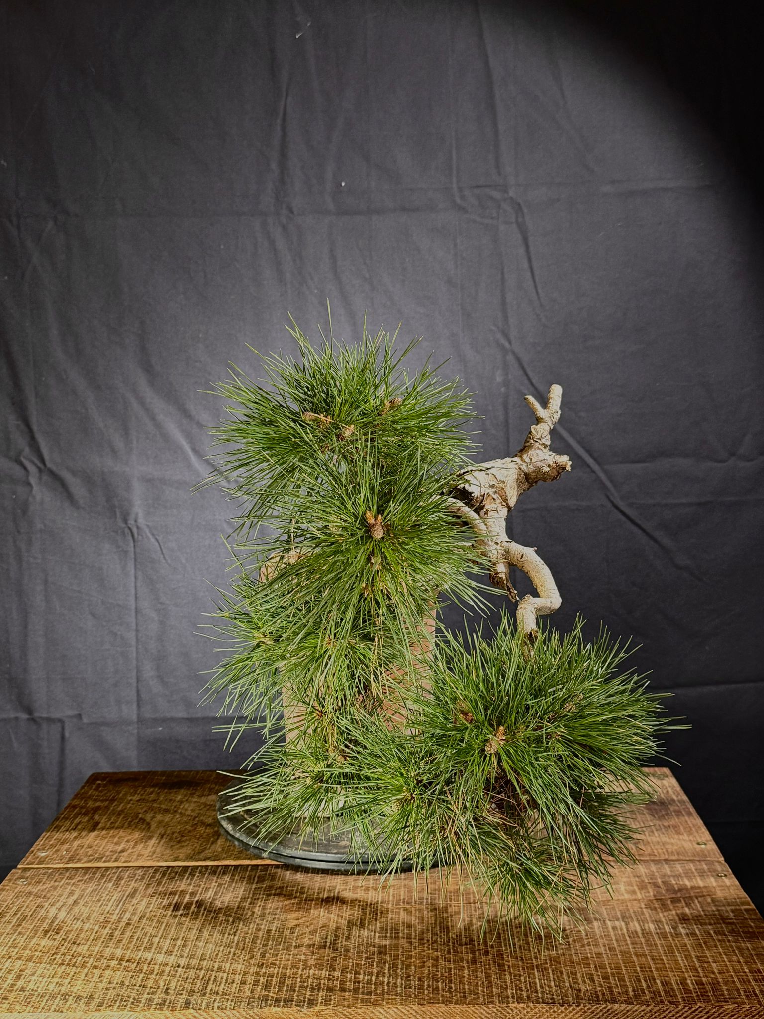Pinus Silvestris (2)