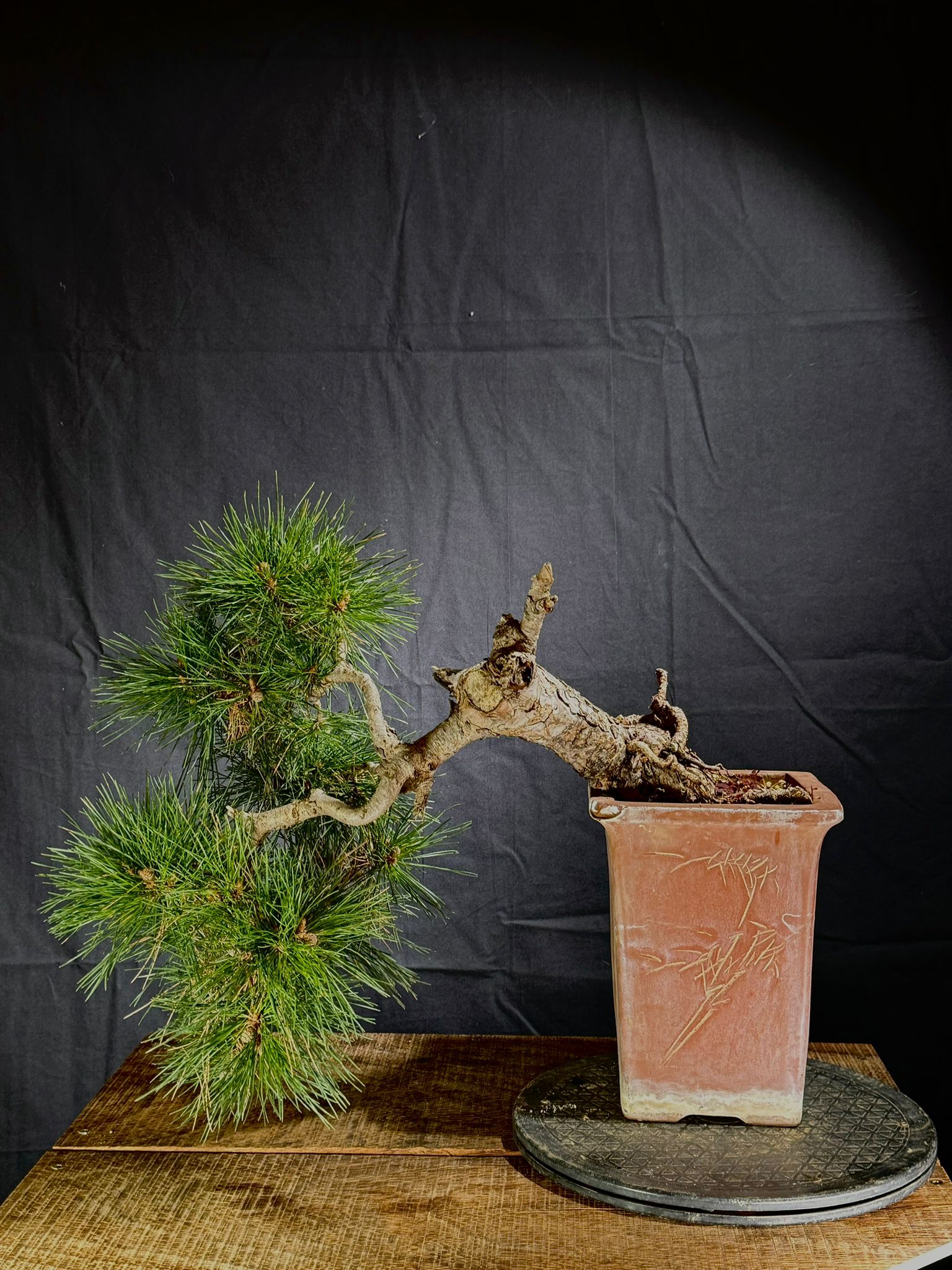 Pinus Silvestris (3)