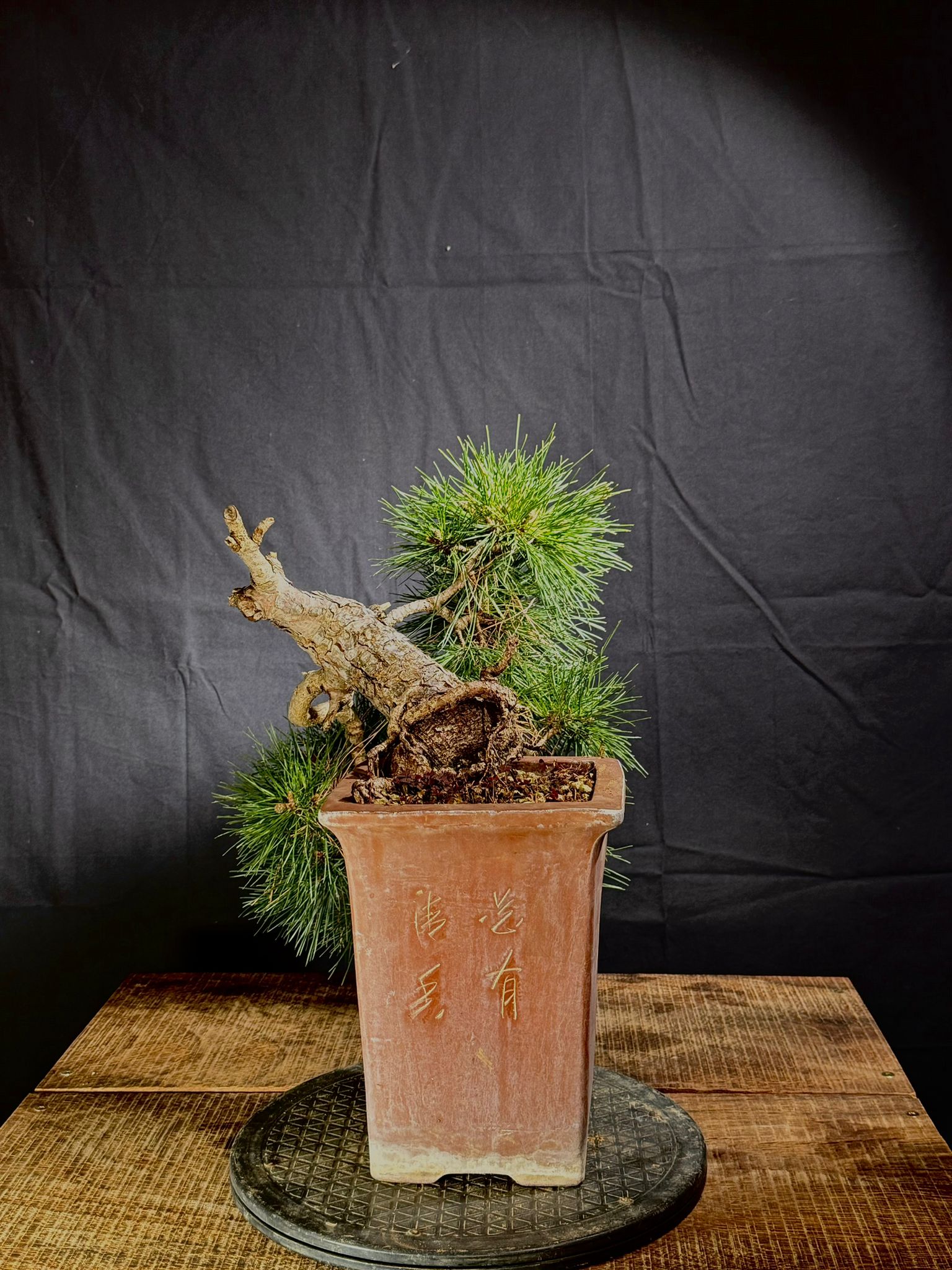 Pinus Silvestris (4)